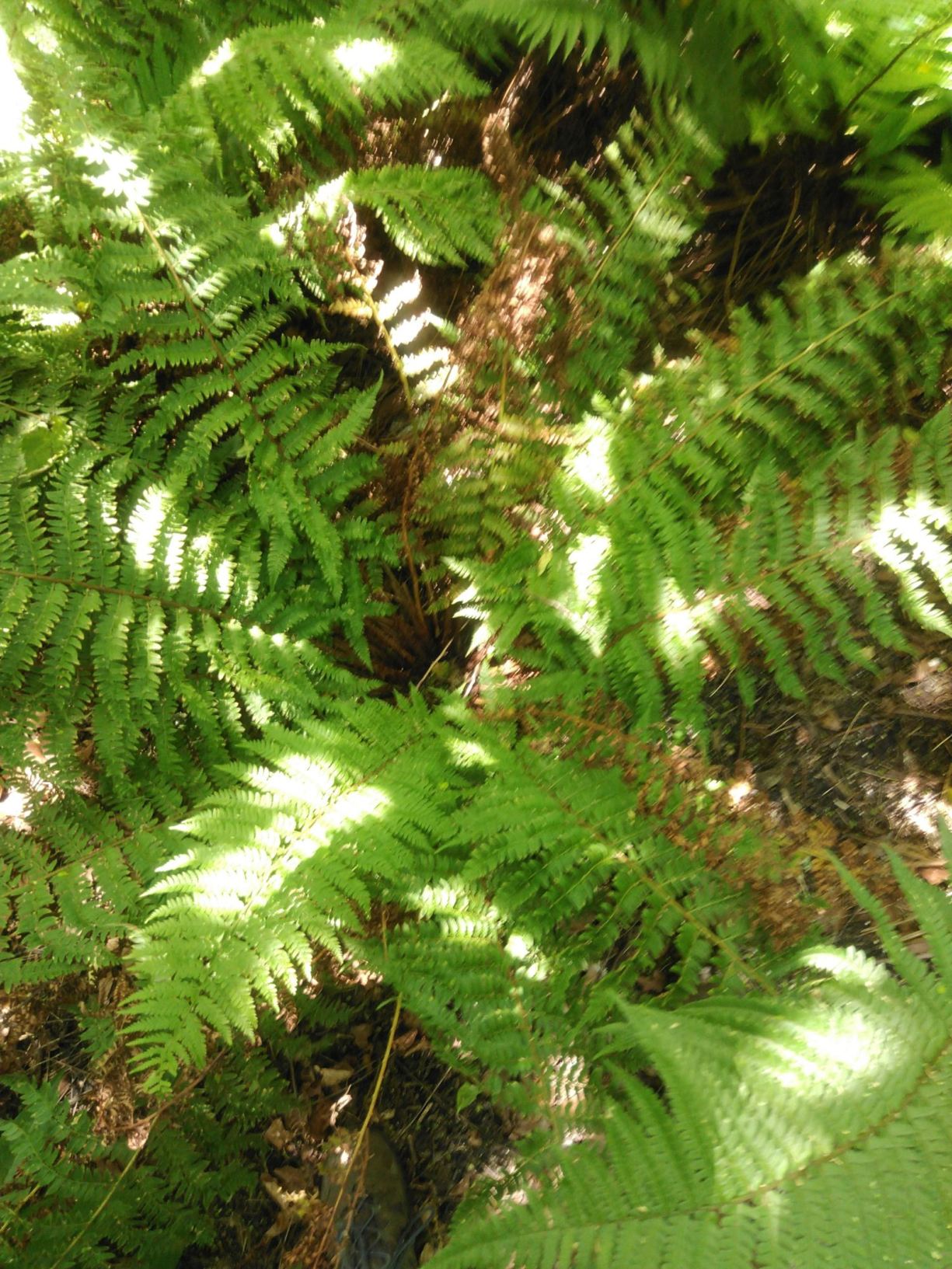 Polystichum × bicknellii