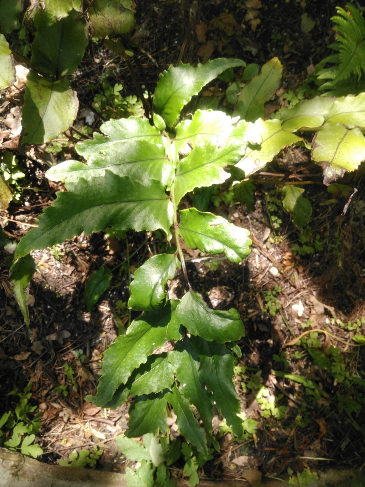 Cyrtomium caryotideum × falcatum
