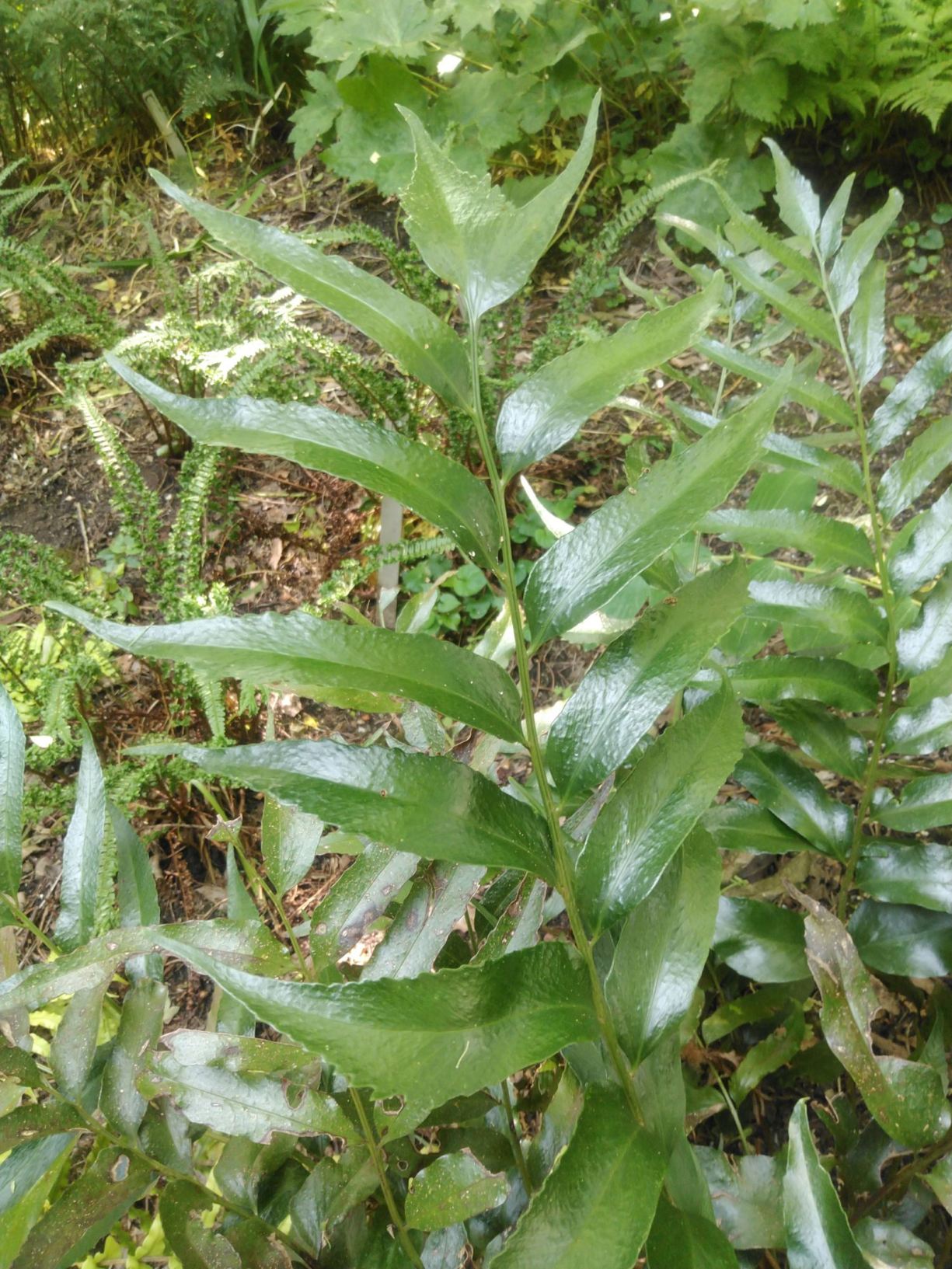 Cyrtomium devexiscapulae