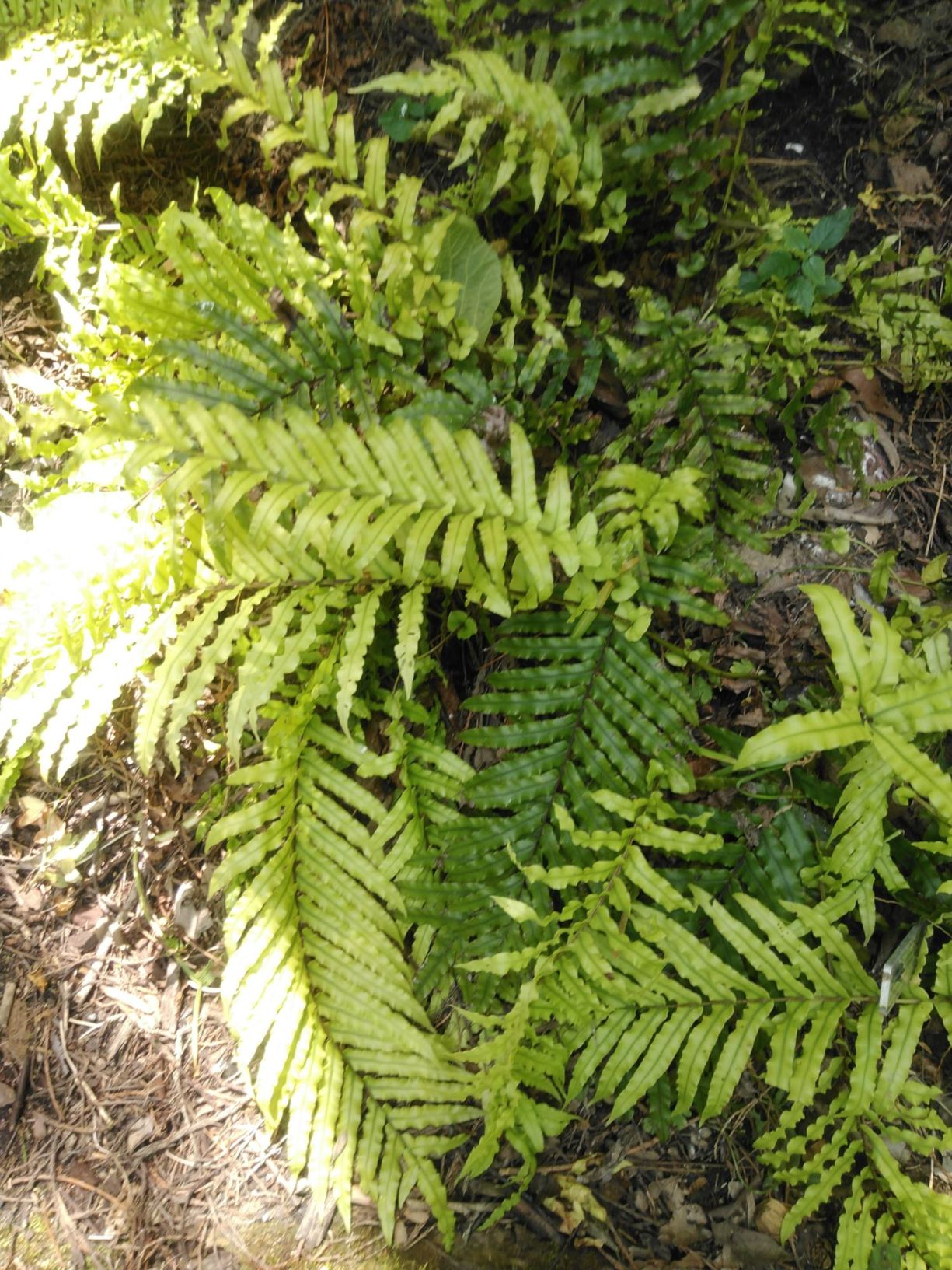 Blechnum novae-zelandiae