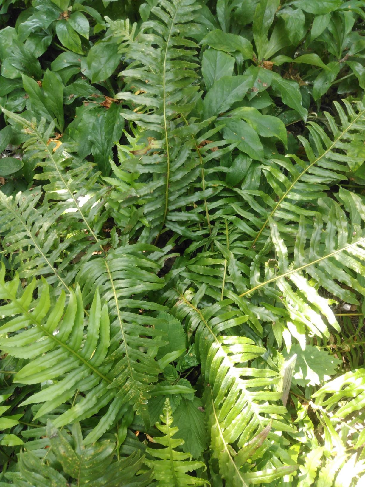 Polypodium calirhiza × scouleri