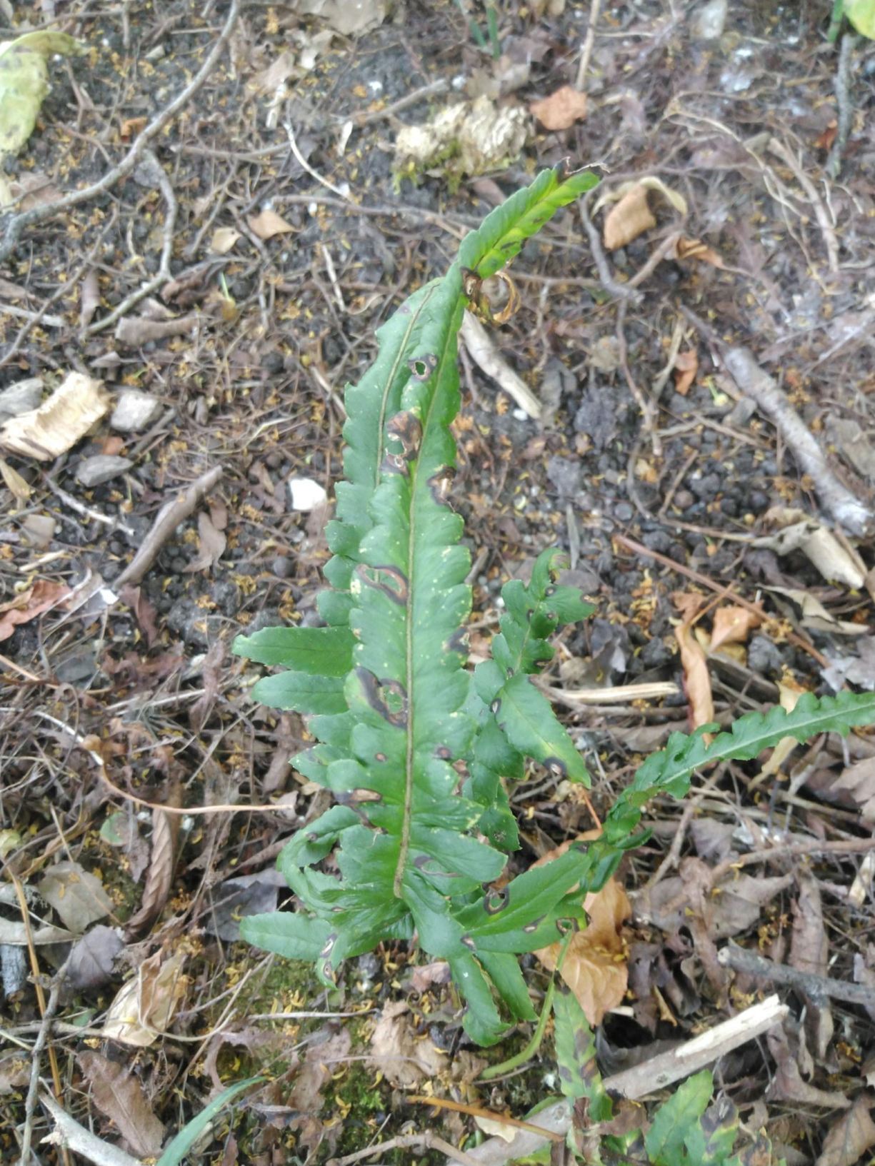 Polypodium glycyrrhiza 'Longicaudatum'