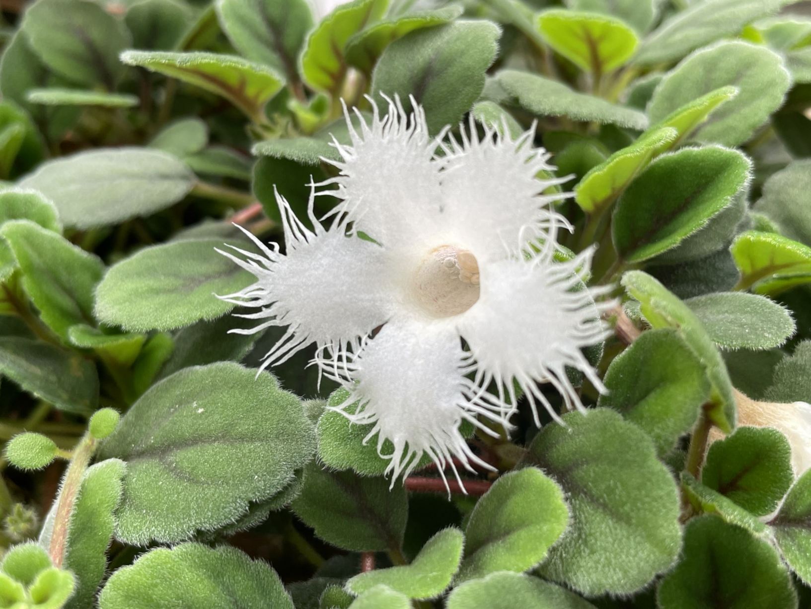 Alsobia dianthiflora | Hortus Botanicus Leiden, Netherlands