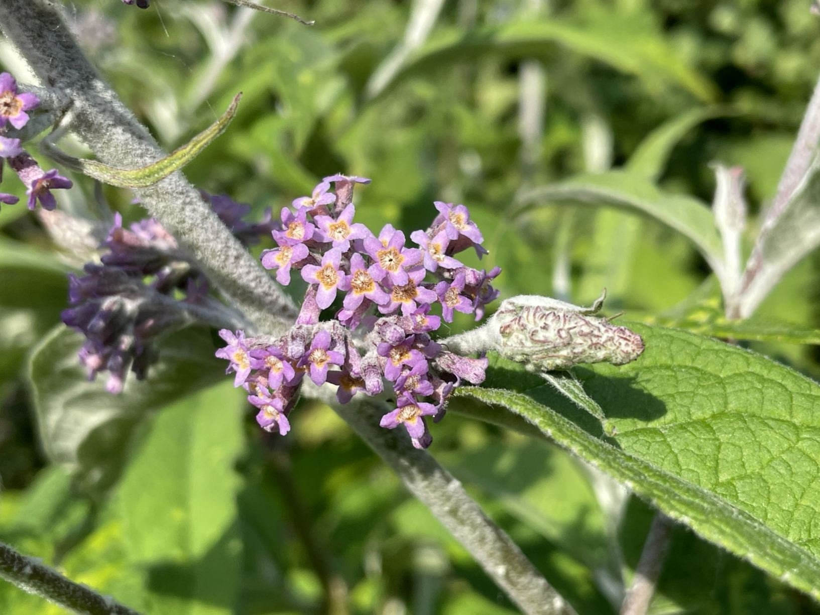 Buddleja nivea