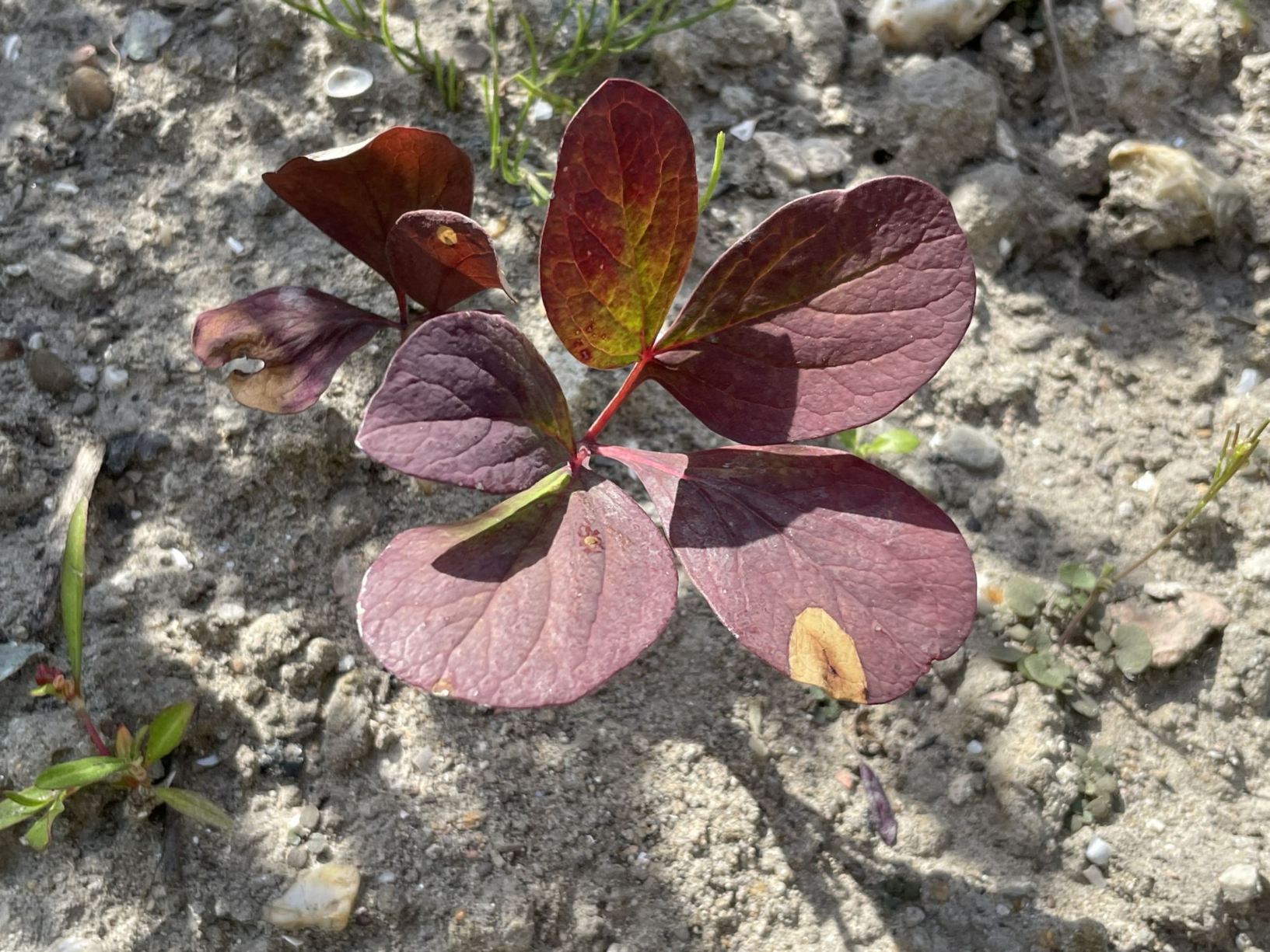 Paeonia kesrouanensis