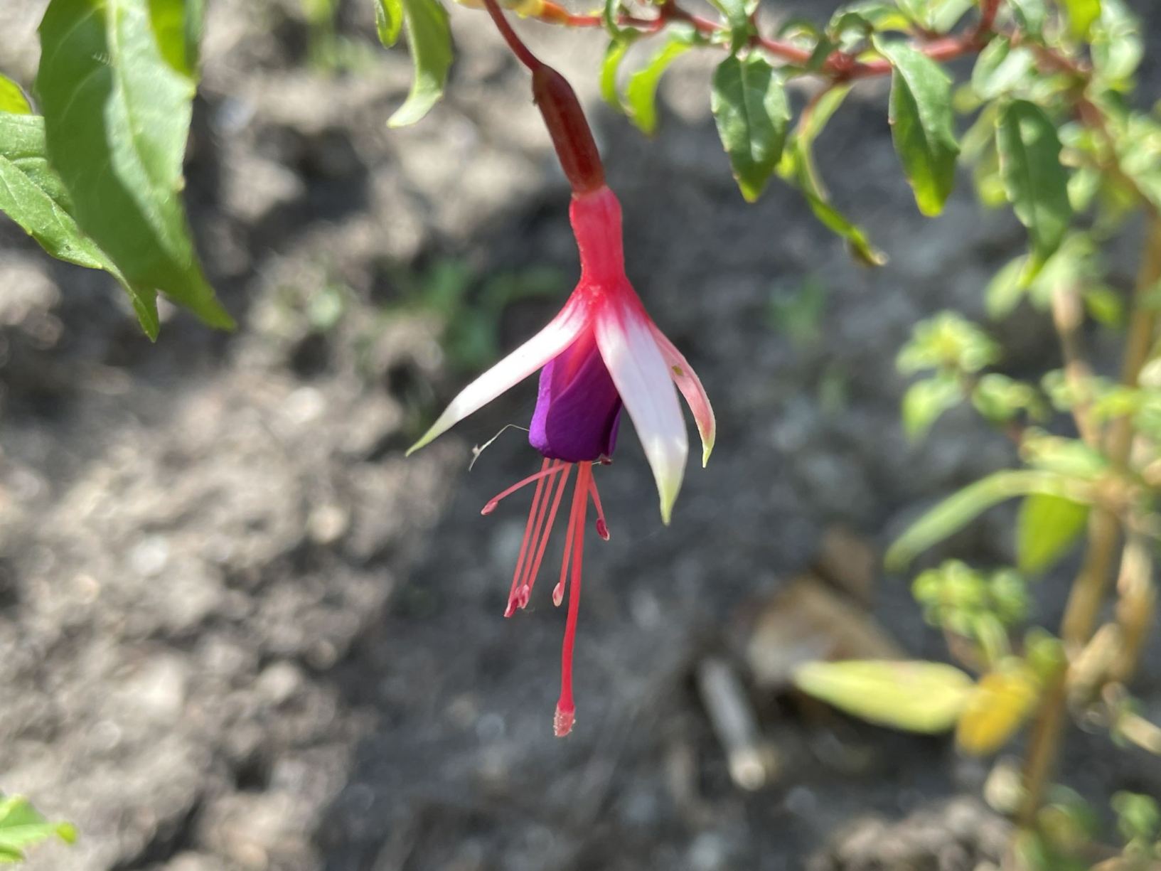 Fuchsia magellanica 'Arauco'