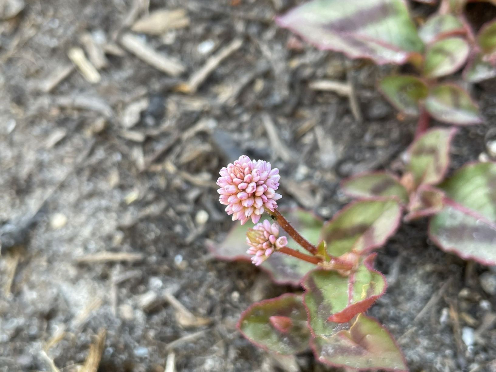 Persicaria capitata
