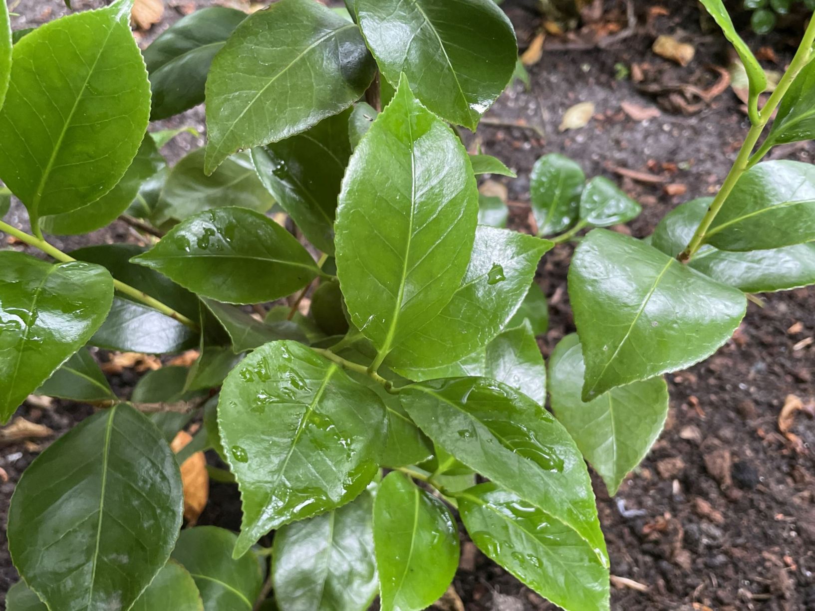 Camellia japonica 'Delicatissima'