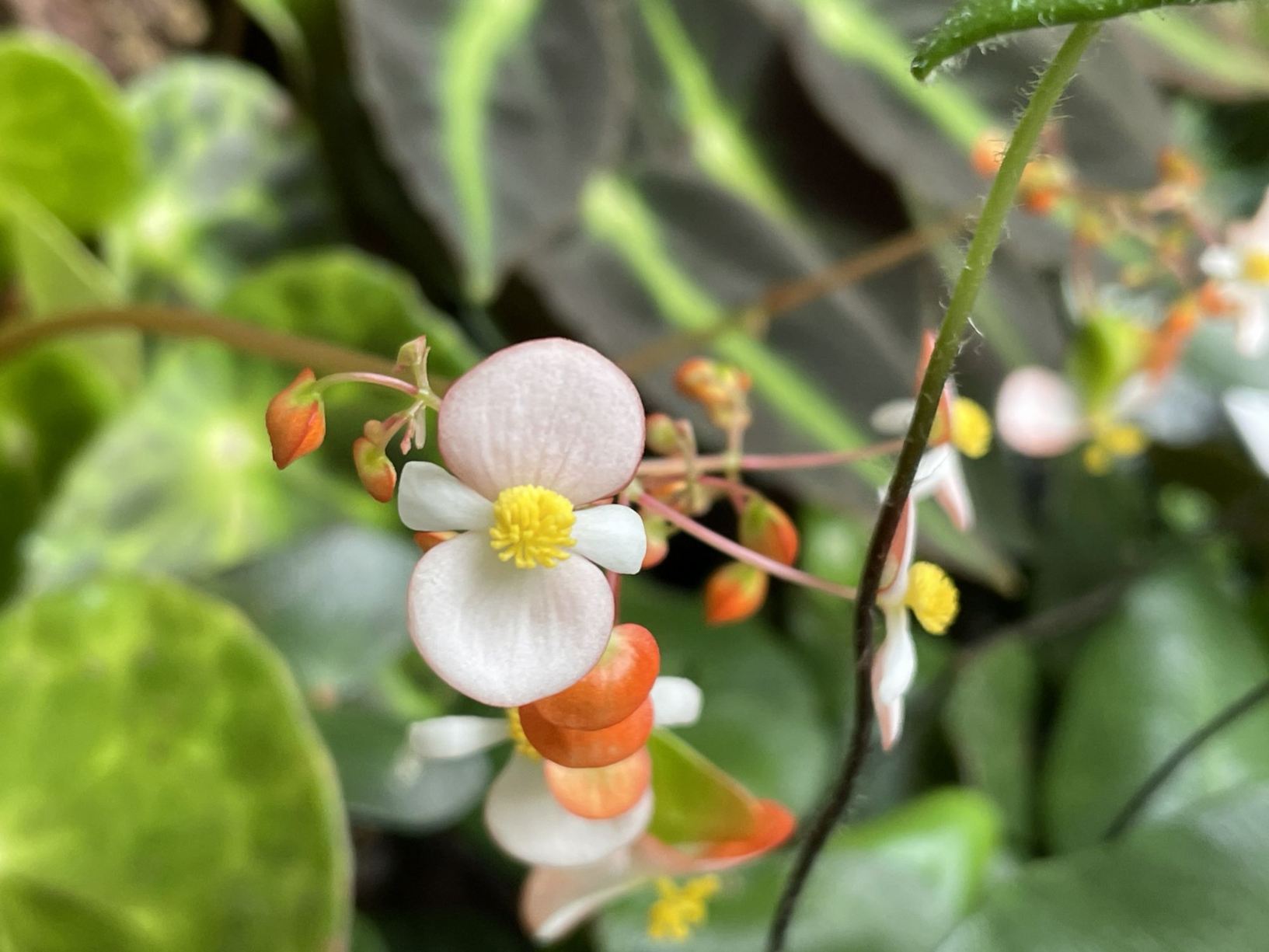 Begonia kingiana