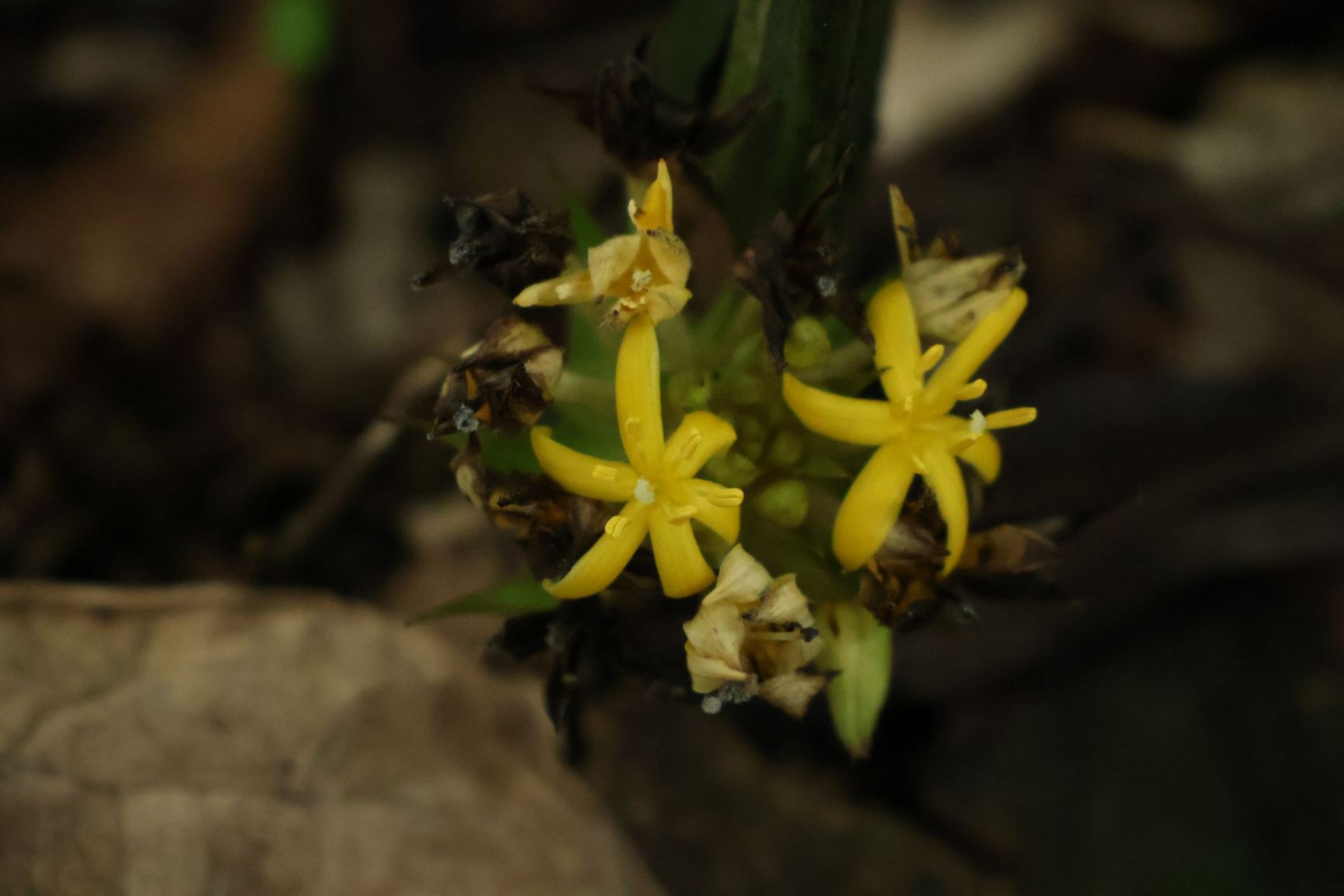 Curculigo latifolia