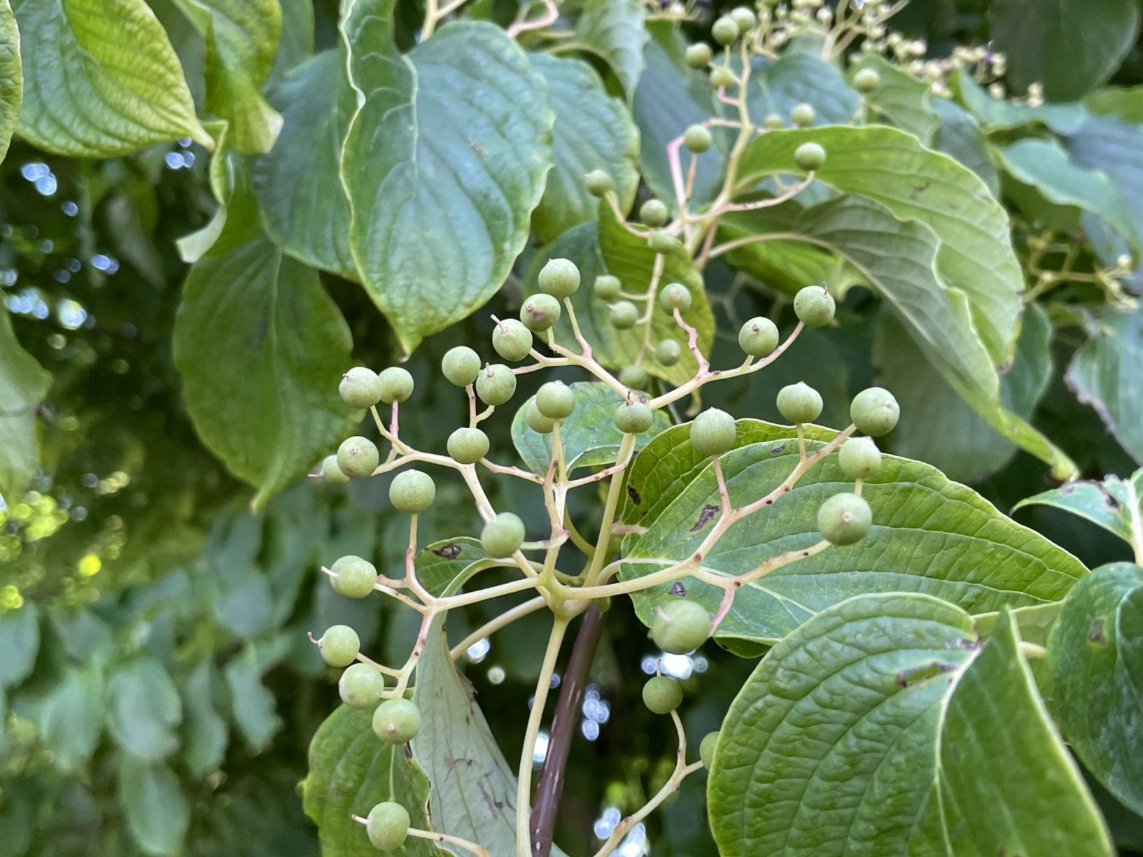 Cornus controversa