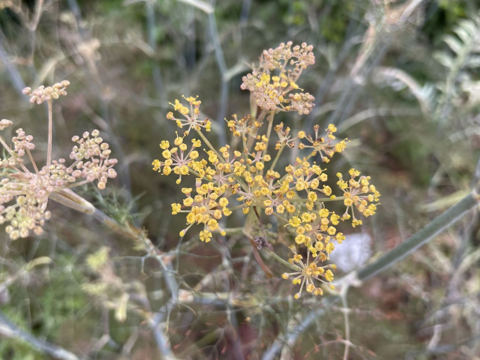 Foeniculum 'Giant Bronze'