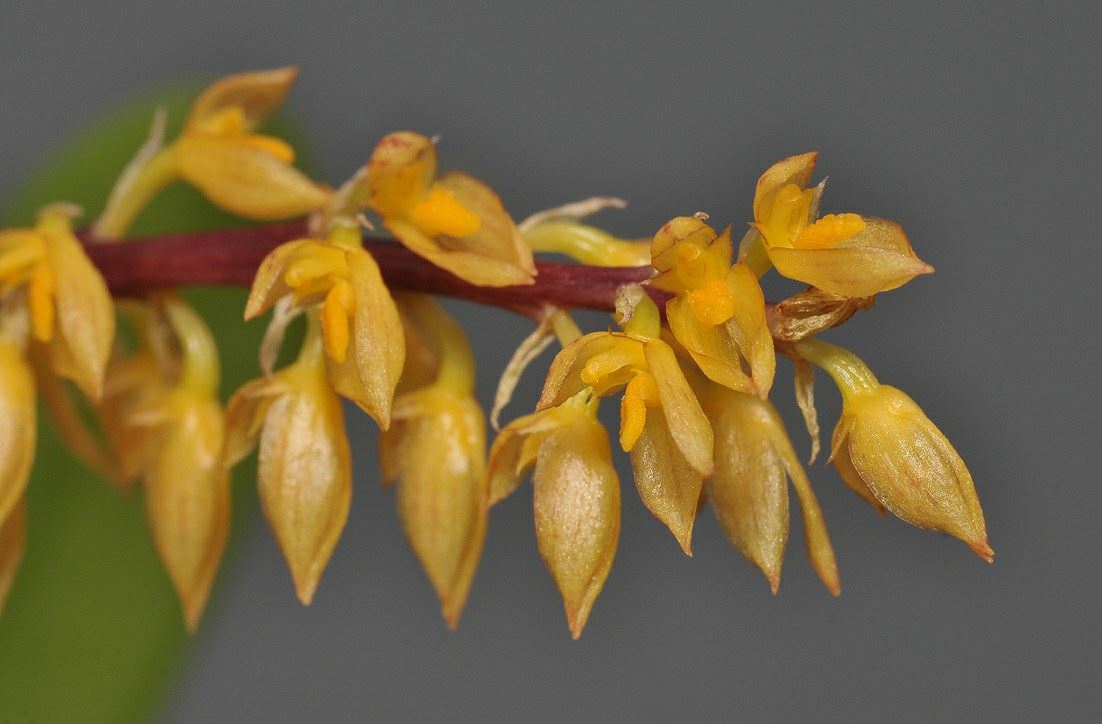 Bulbophyllum macrocoleum