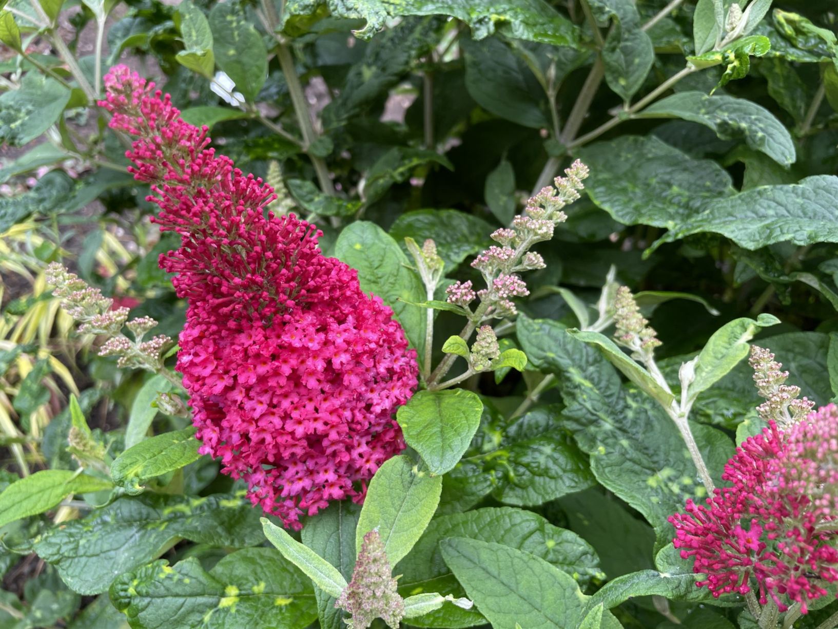 Buddleja davidii 'Candy Little Ruby'