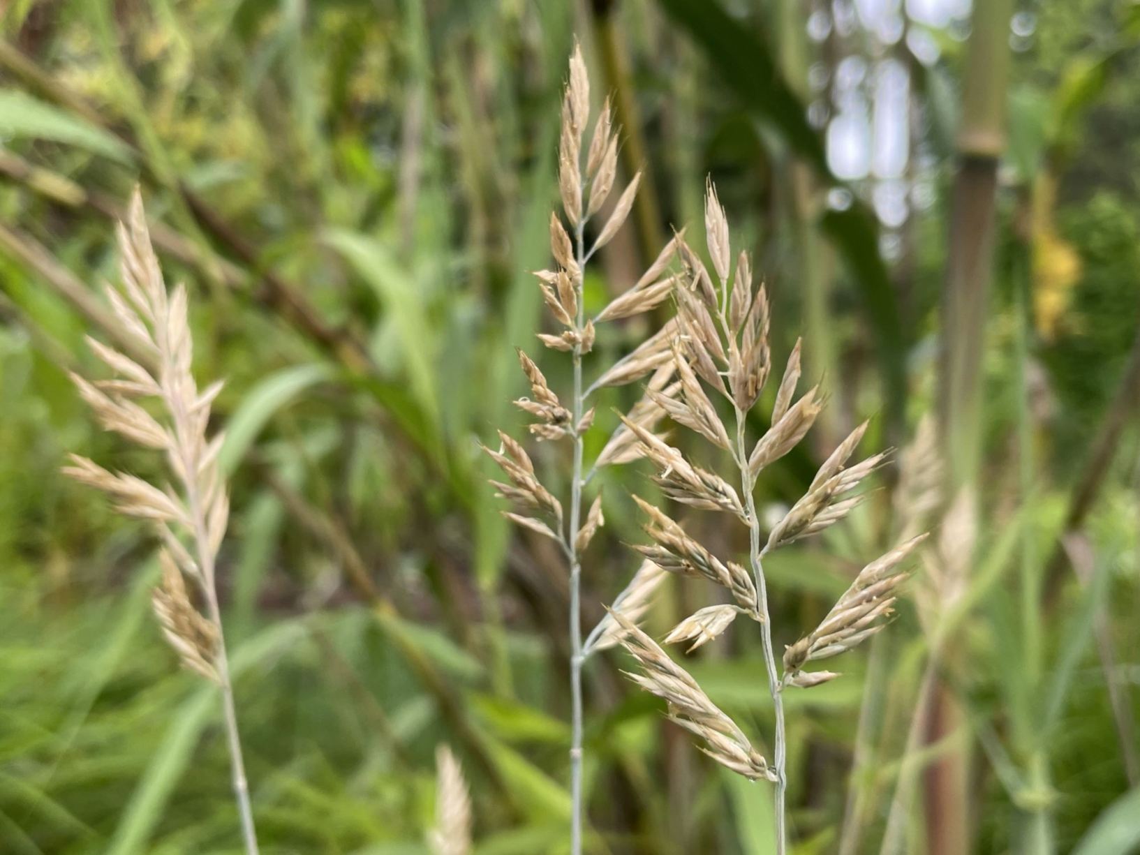 Festuca glauca 'Intense Blue'