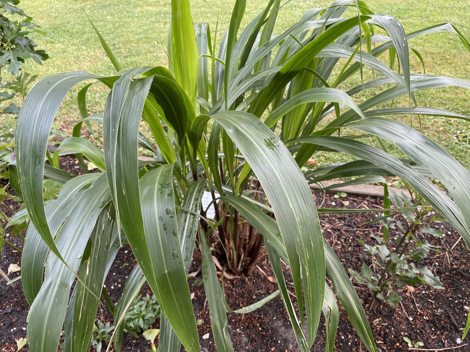 Cenchrus latifolius