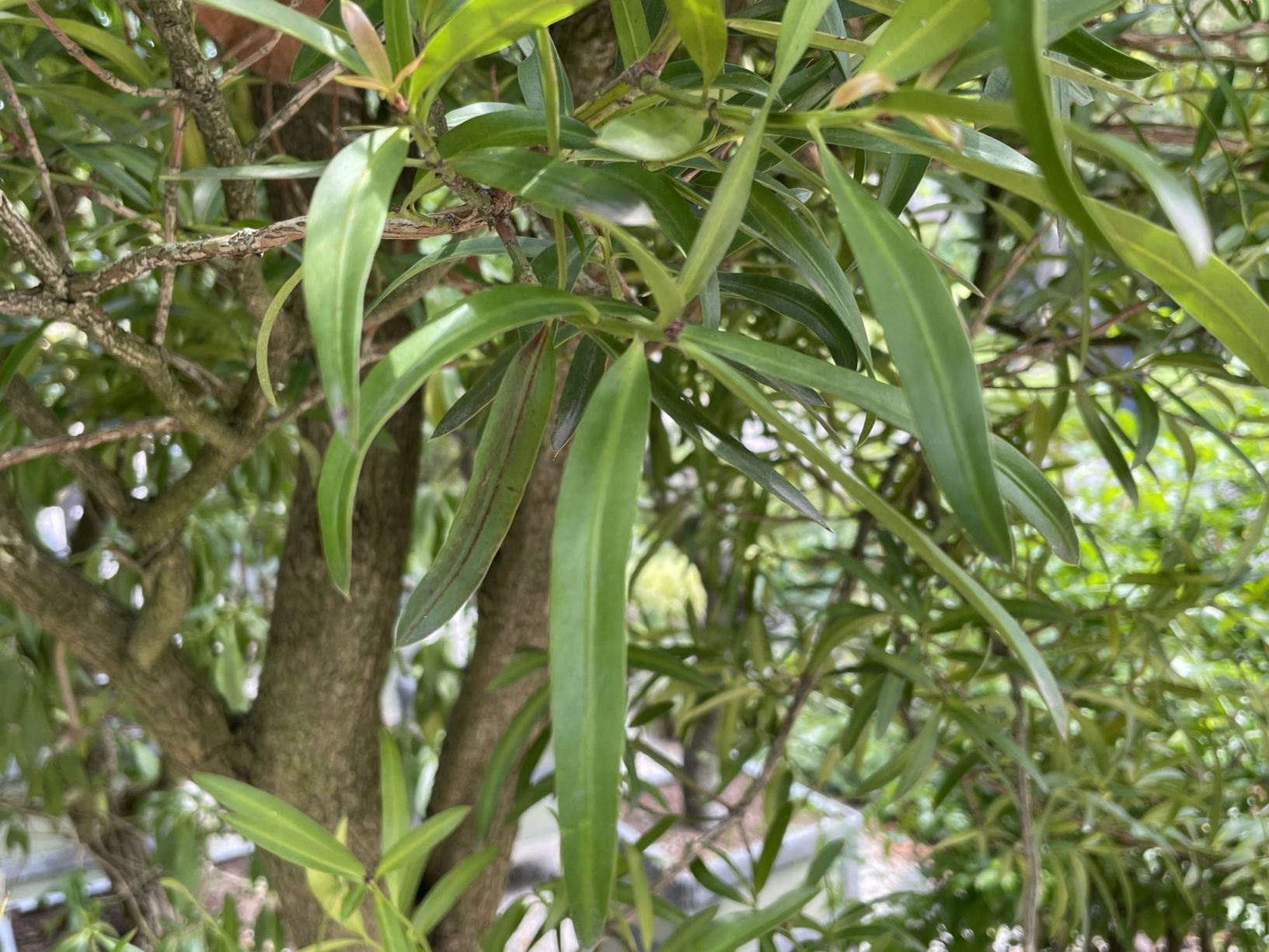 Podocarpus elatus
