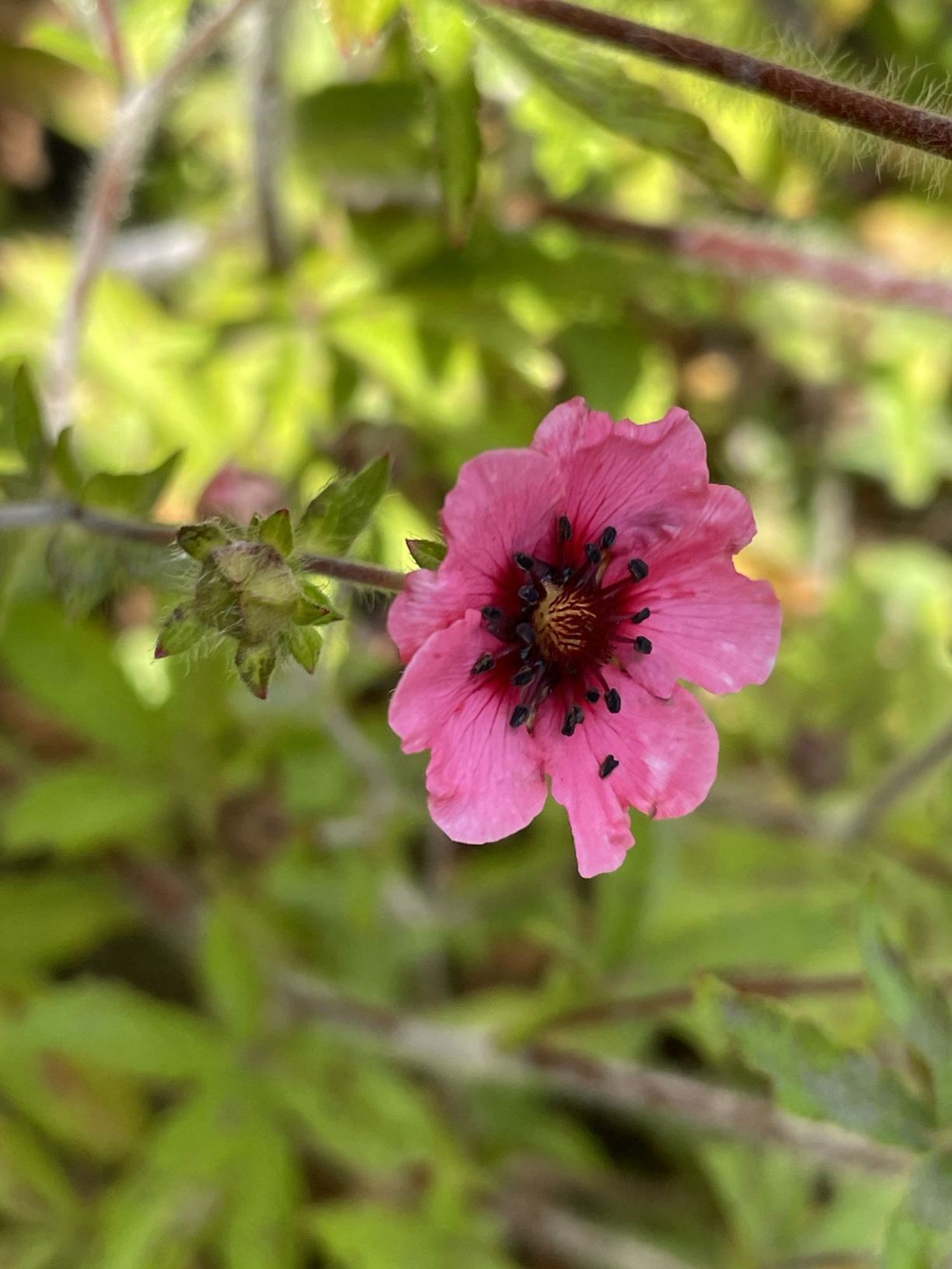 Potentilla nepalensis