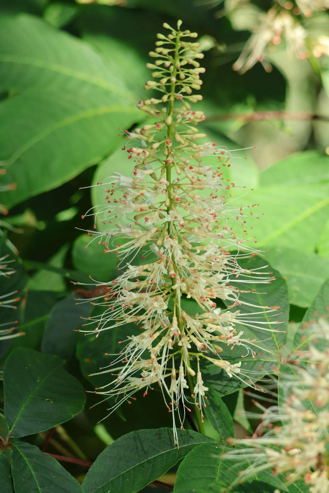 Aesculus parviflora - Herfst-paardenkastanje, dwarf horse chestnut