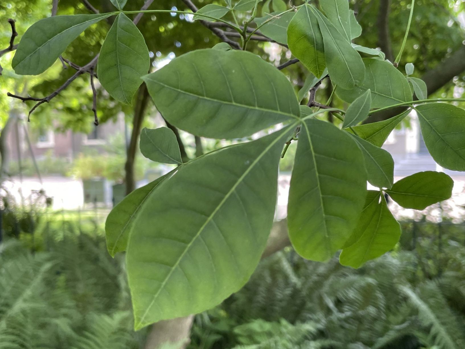 Ptelea trifoliata