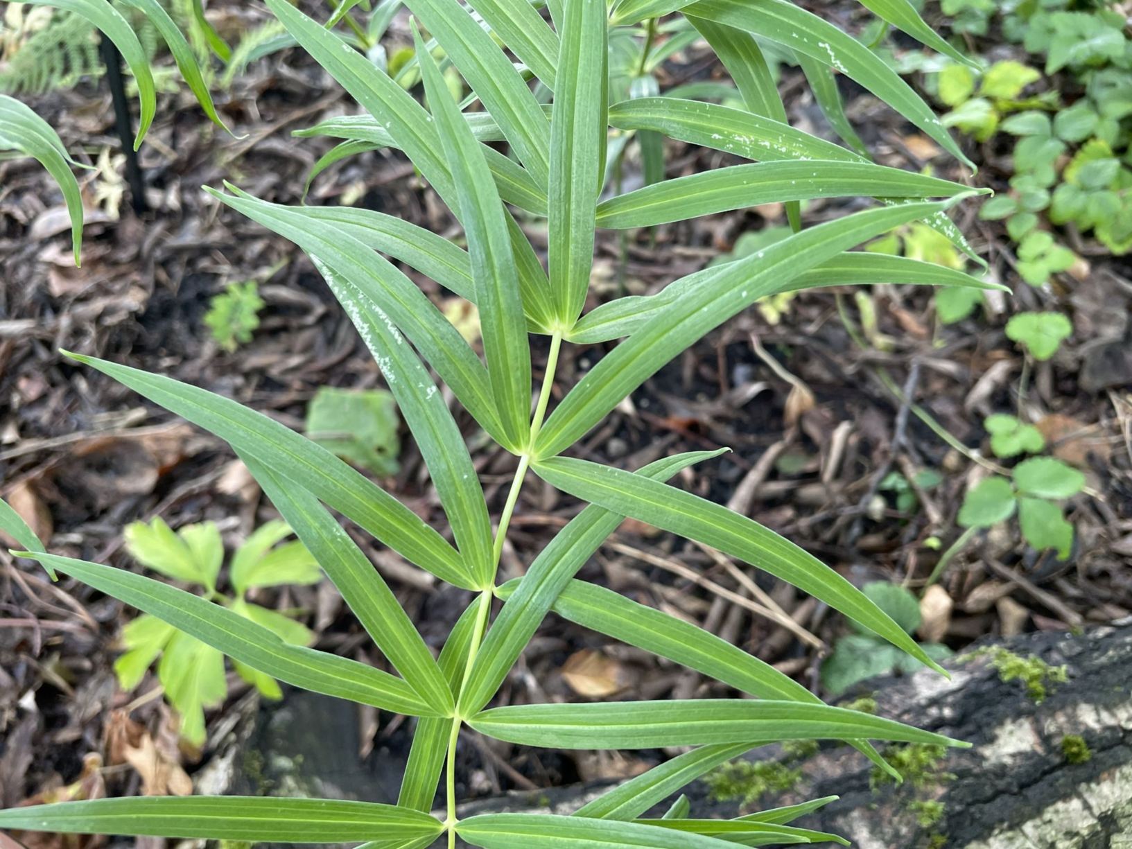 Polygonatum sibiricum