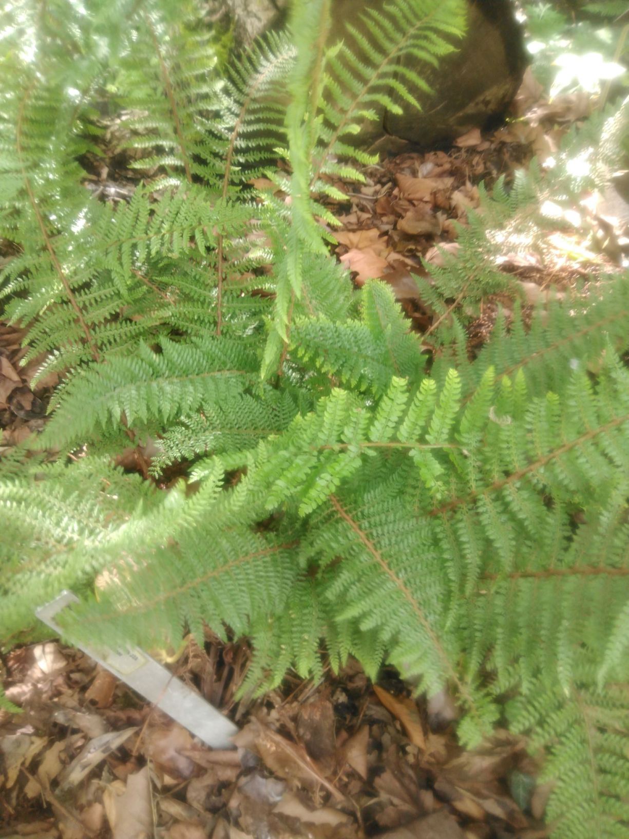 Polystichum spec.