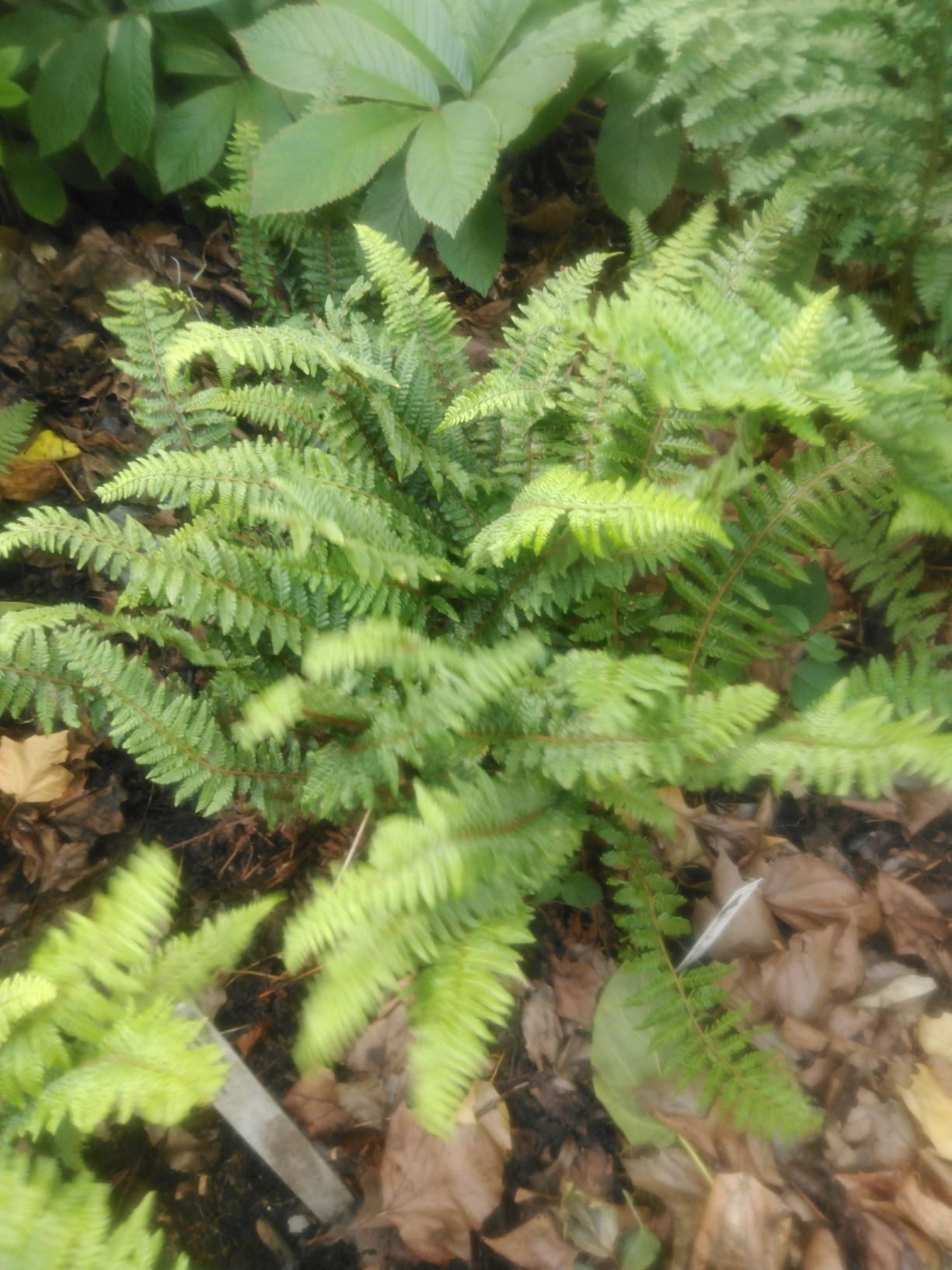 Polystichum setigerum