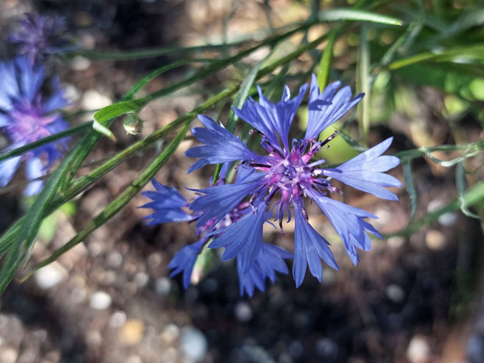 Centaurea cyanus