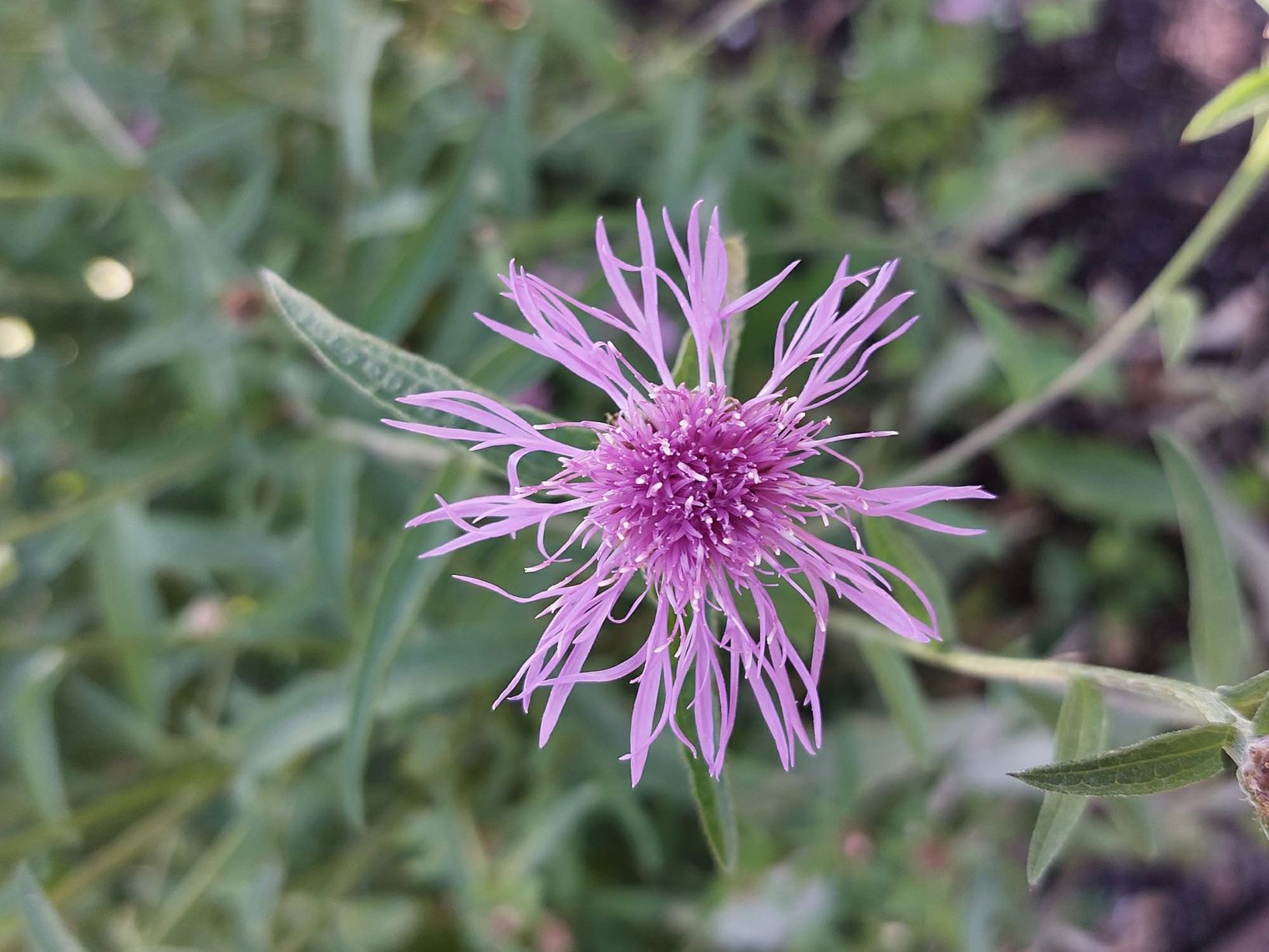 Centaurea jacea