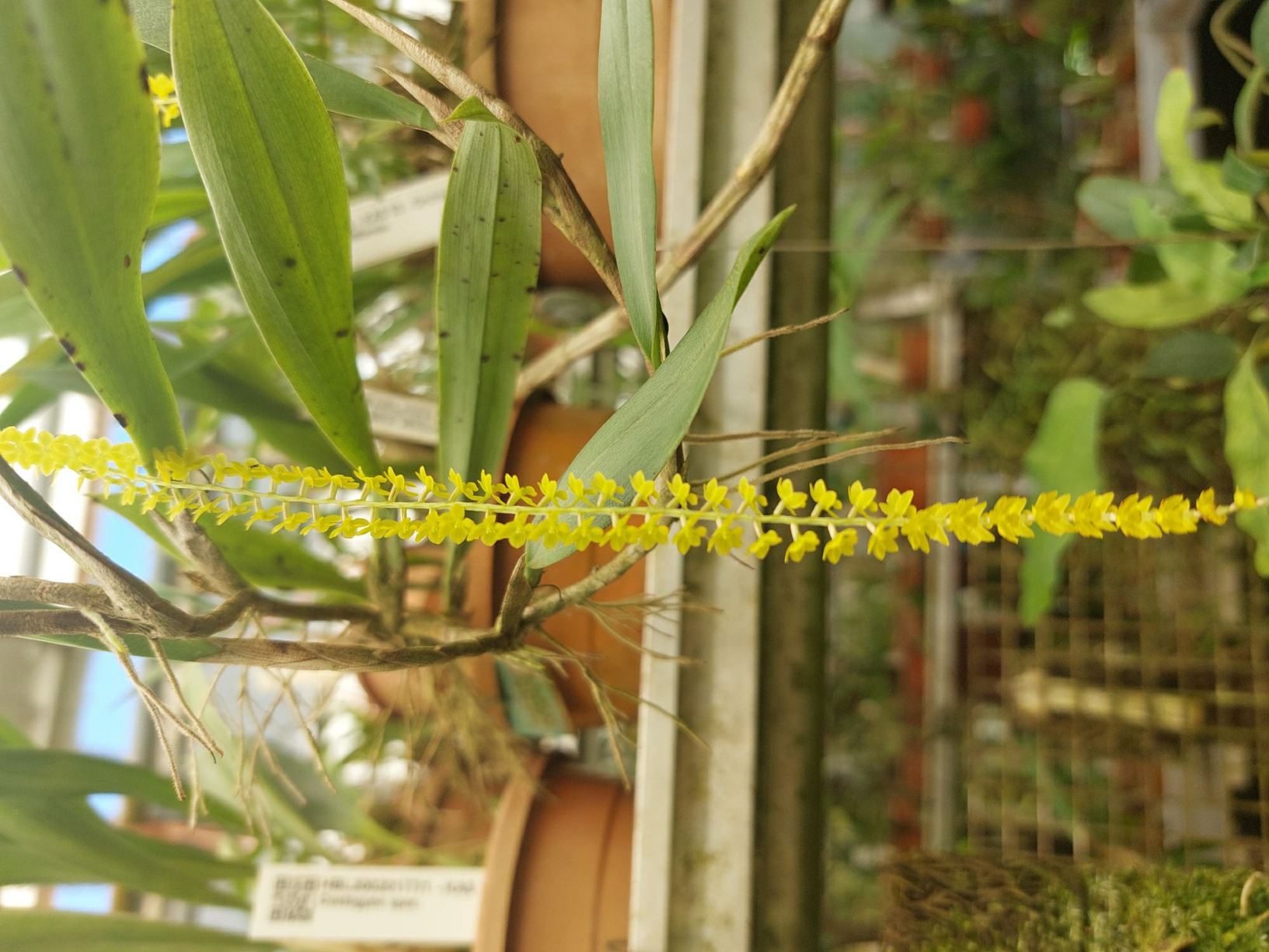 Coelogyne filiformis