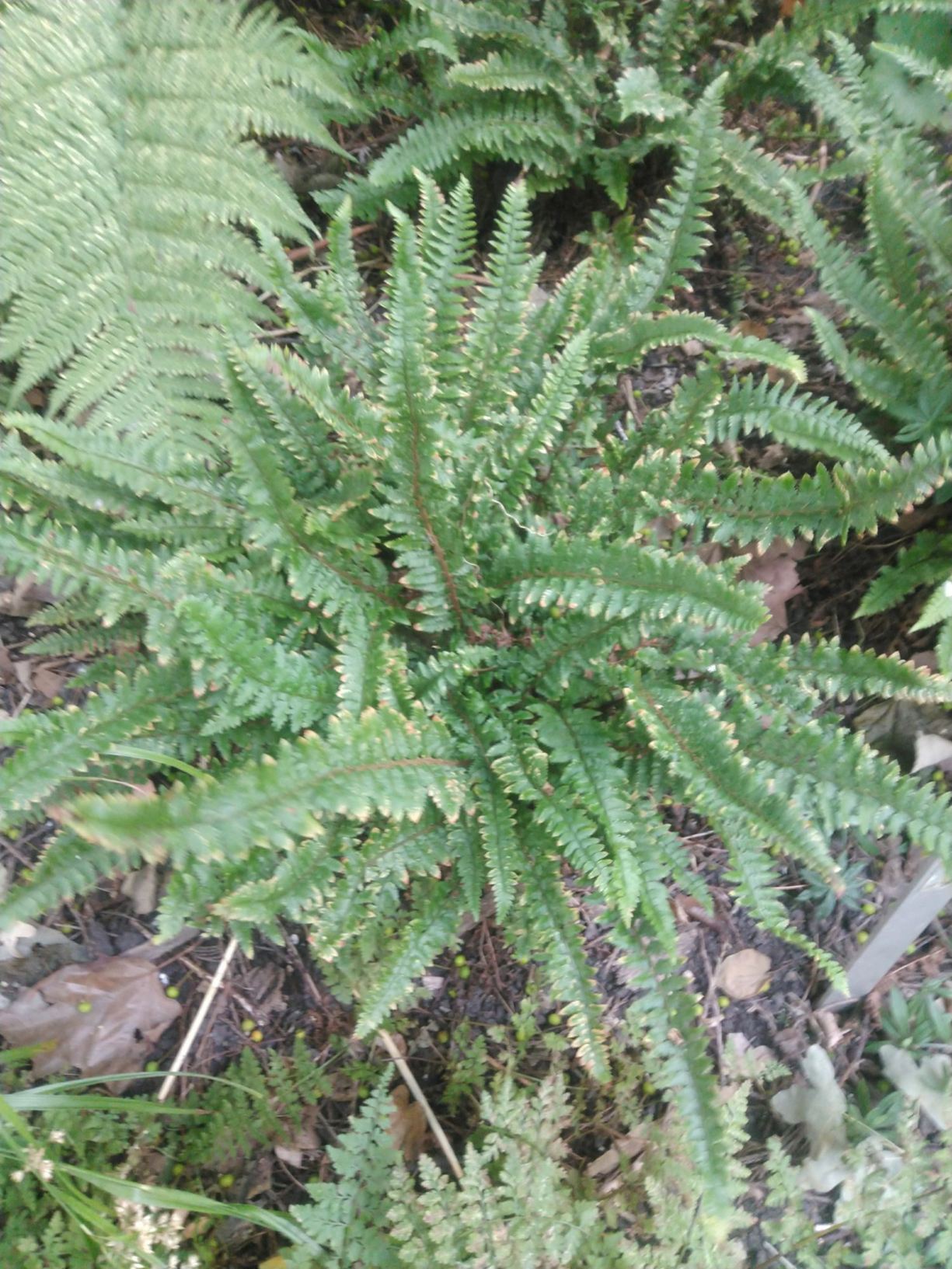 Polystichum plicatum