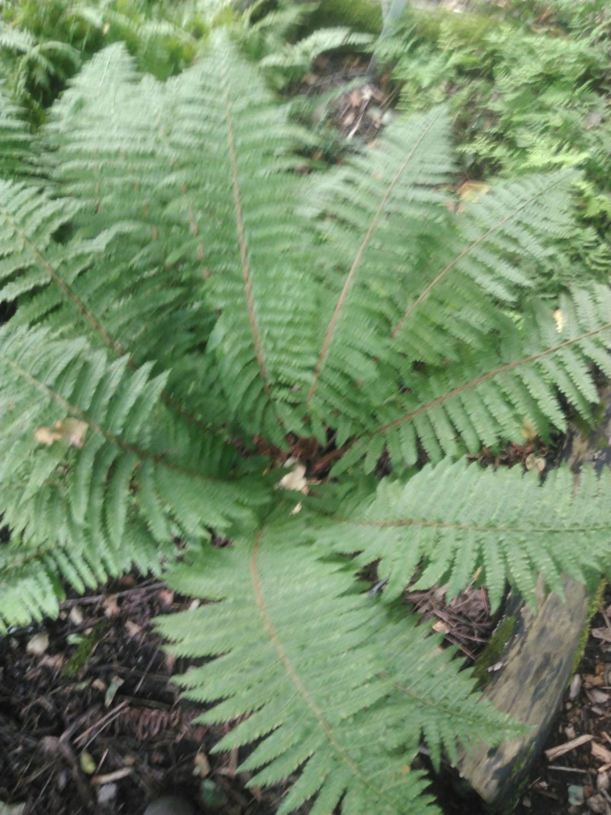 Polystichum retrosopaleaceum