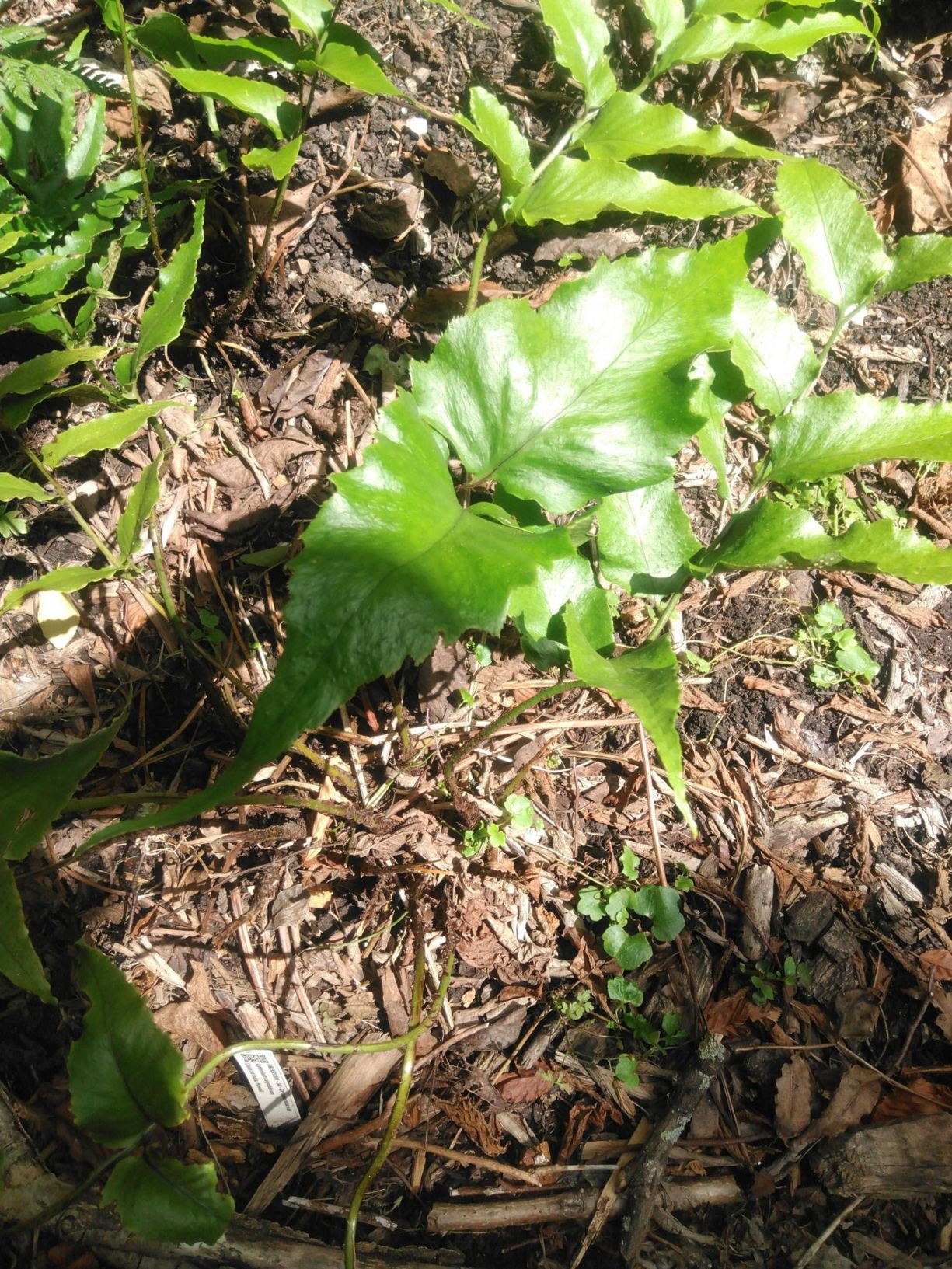 Cyrtomium caryotideum