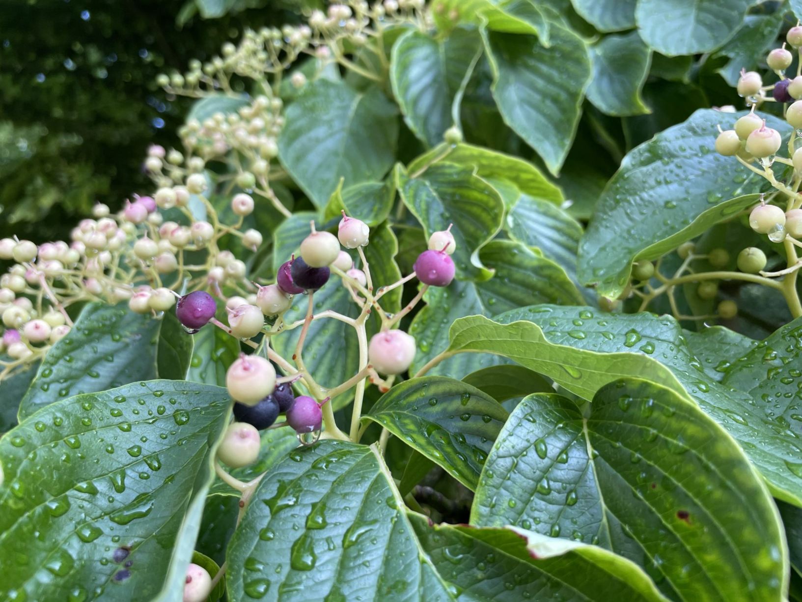 Cornus controversa 'Variegata'