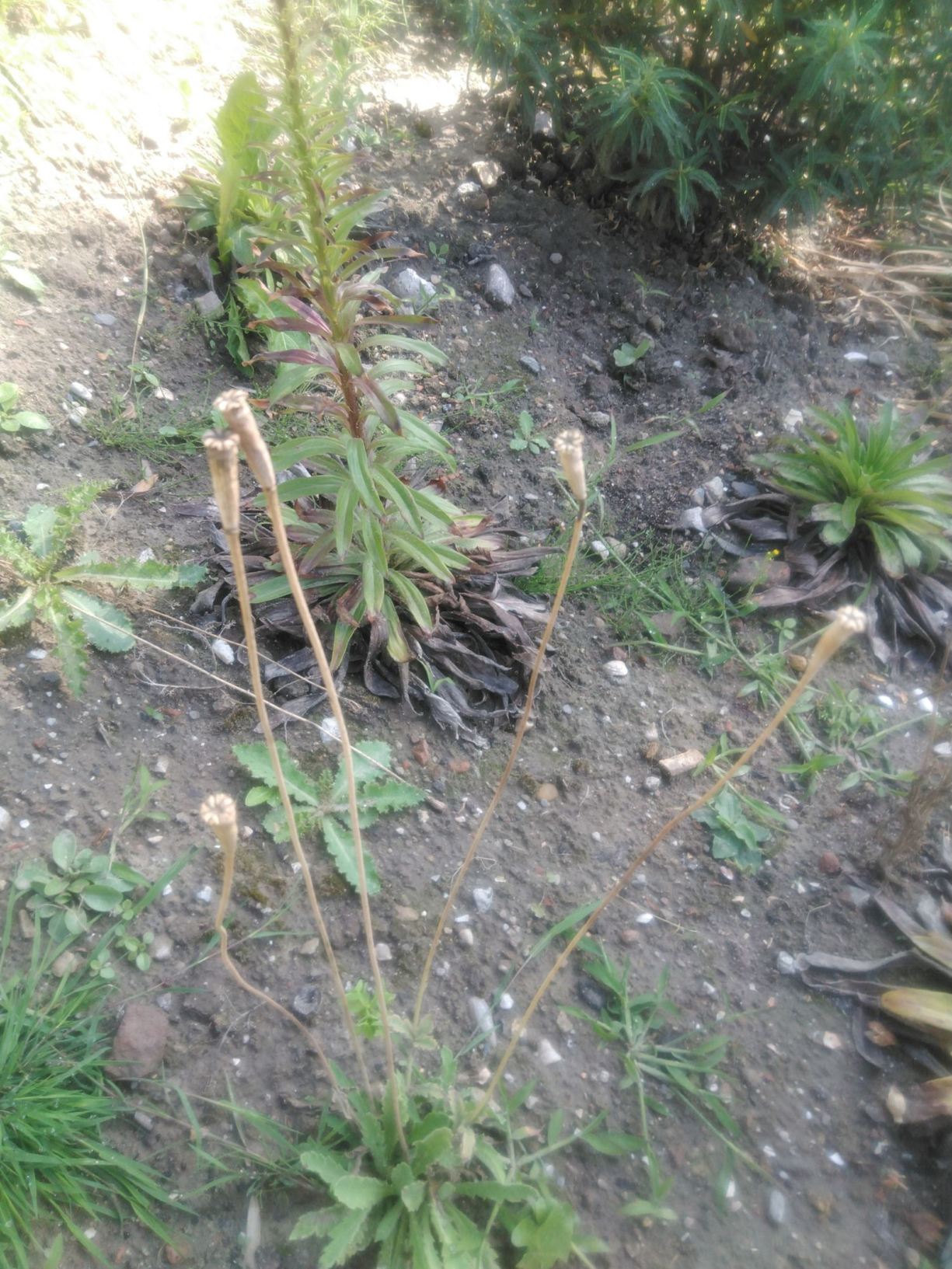 Papaver atlanticum