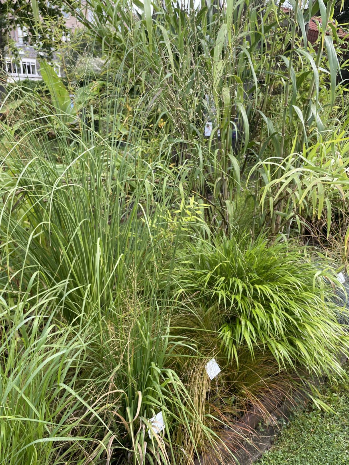 Calamagrostis × acutiflora 'Karl Foerster'