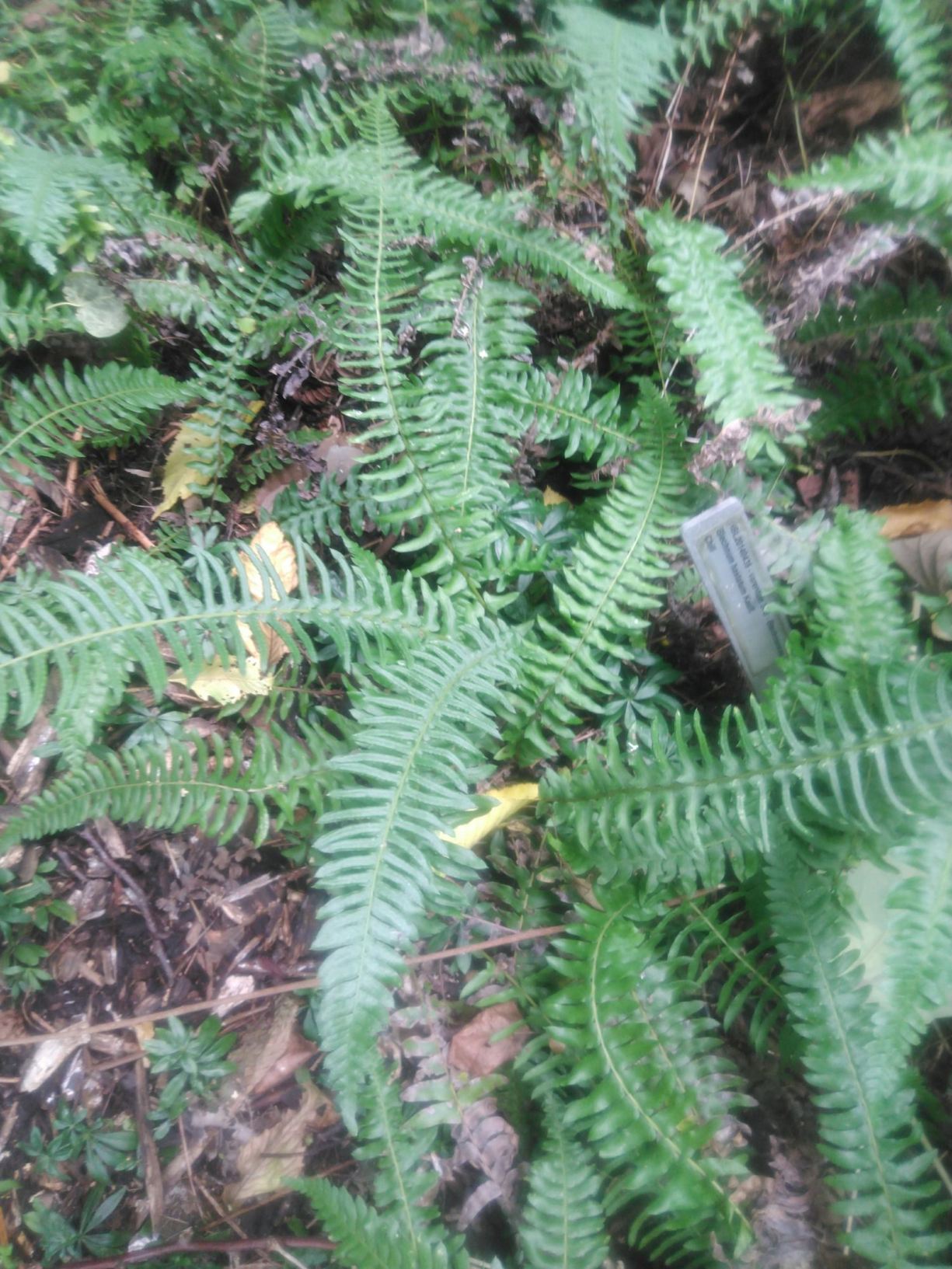 Blechnum hastatum