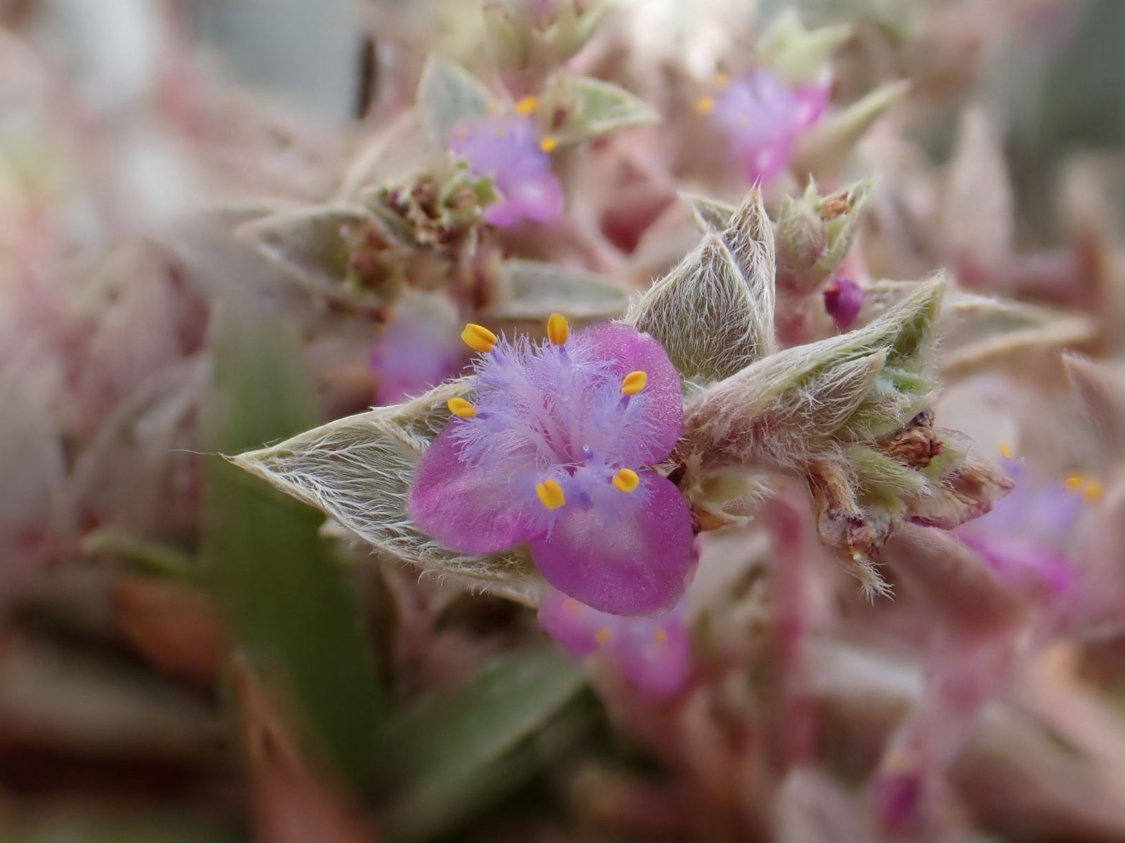 Cyanotis spec.