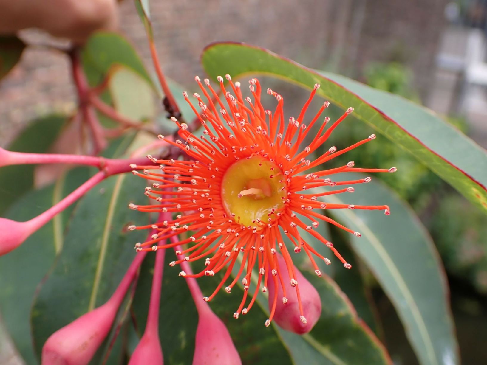 Corymbia ficifolia