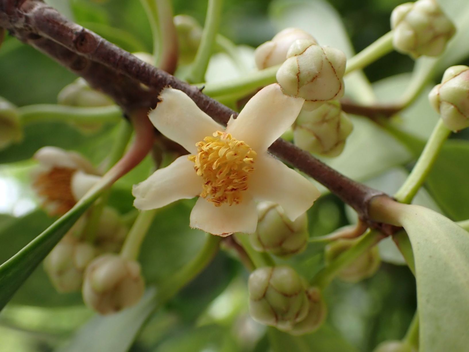Cleyera japonica