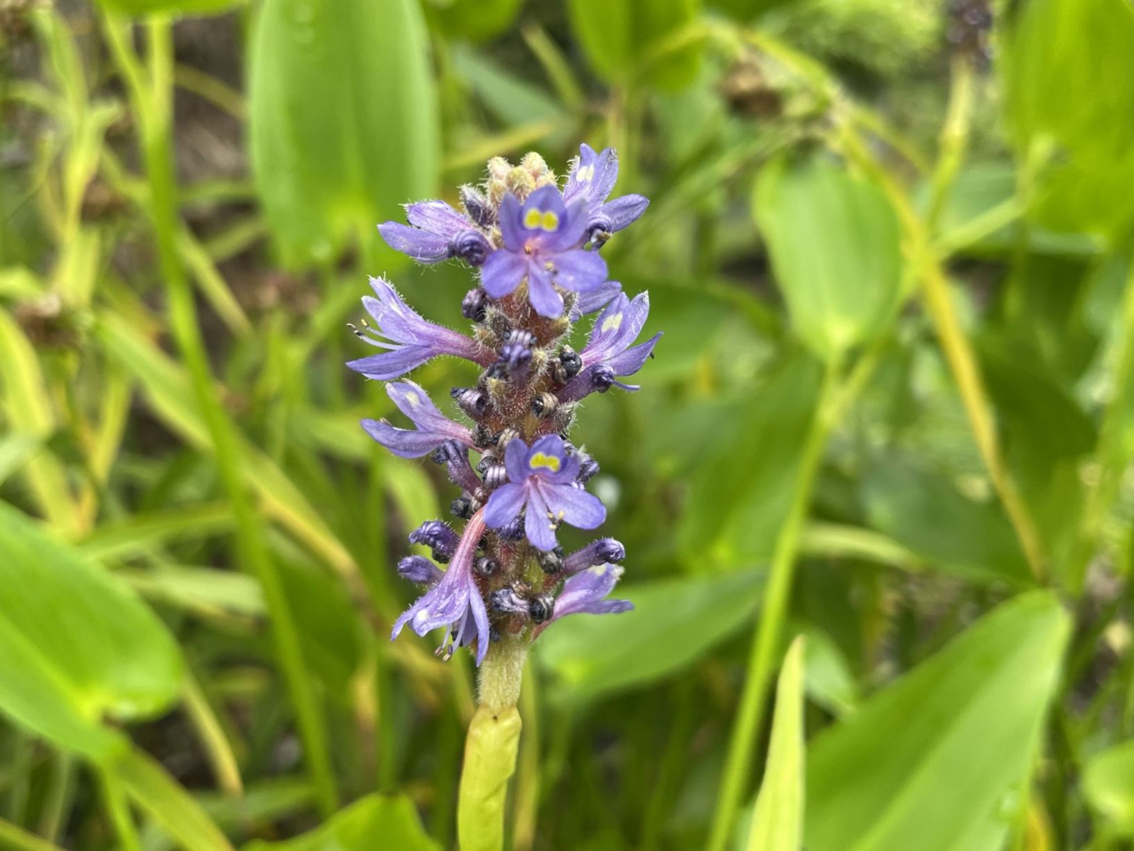 Pontederia cordata