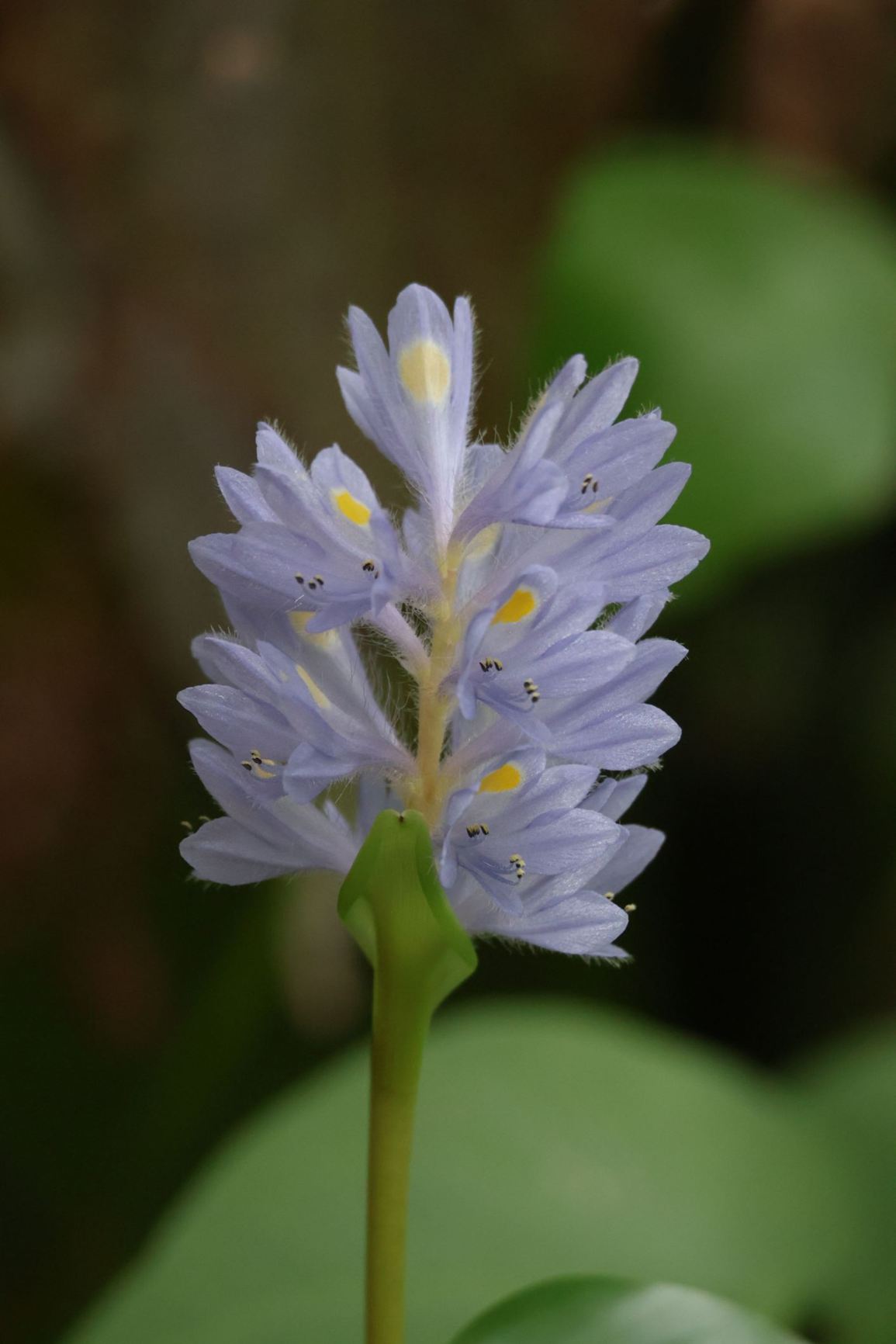 Pontederia rotundifolia