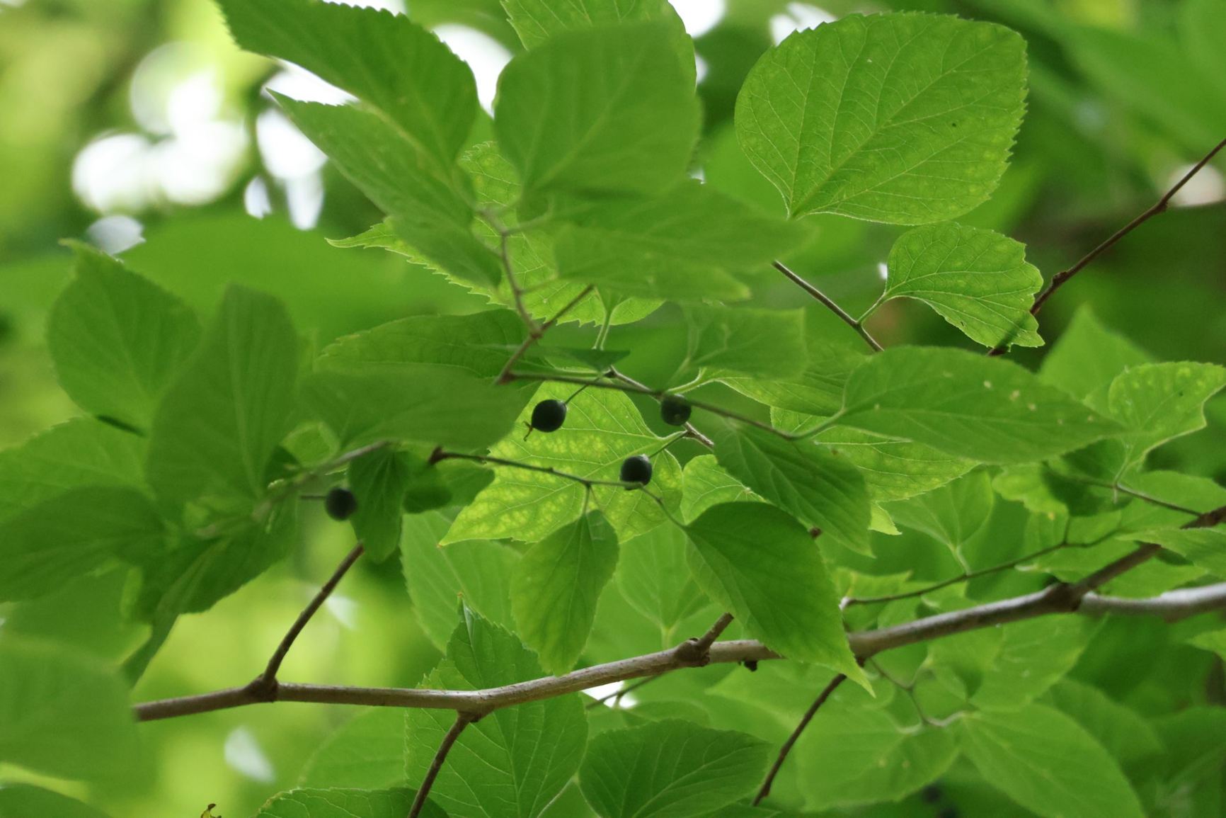 Celtis occidentalis