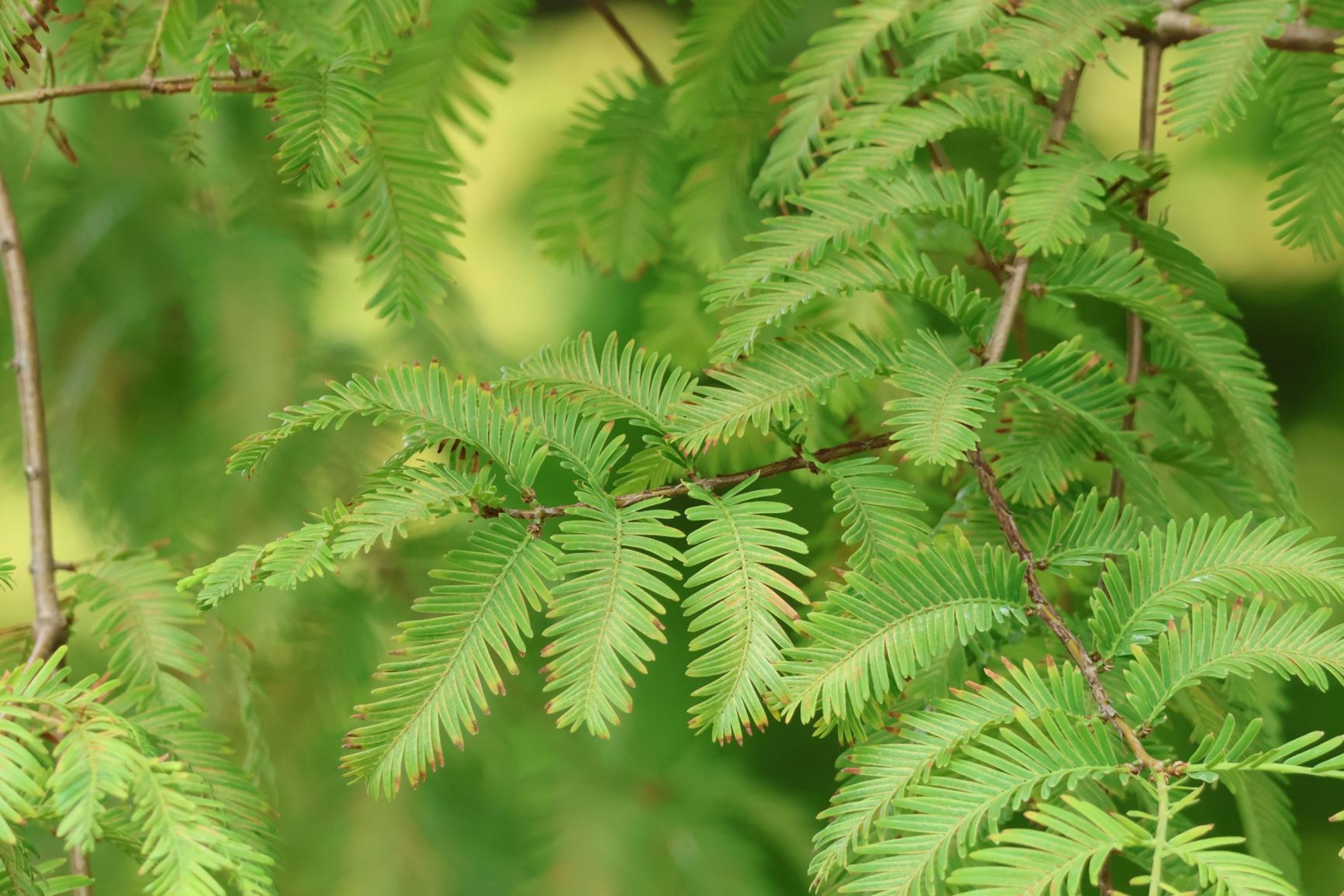 Metasequoia glyptostroboides - Watercipres, Chinese watercipres, Chinese mammoetboom, Chinese moerascipres, Dawn redwood, 水杉 shui shan
