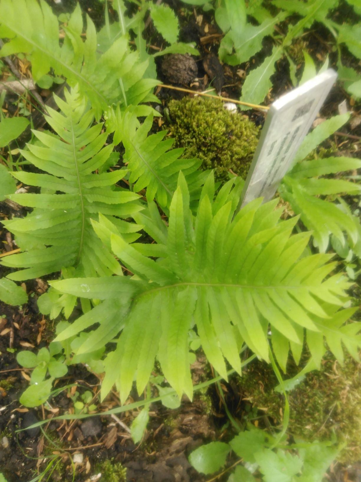 Polypodium cambricum 'Grandiceps Forster'