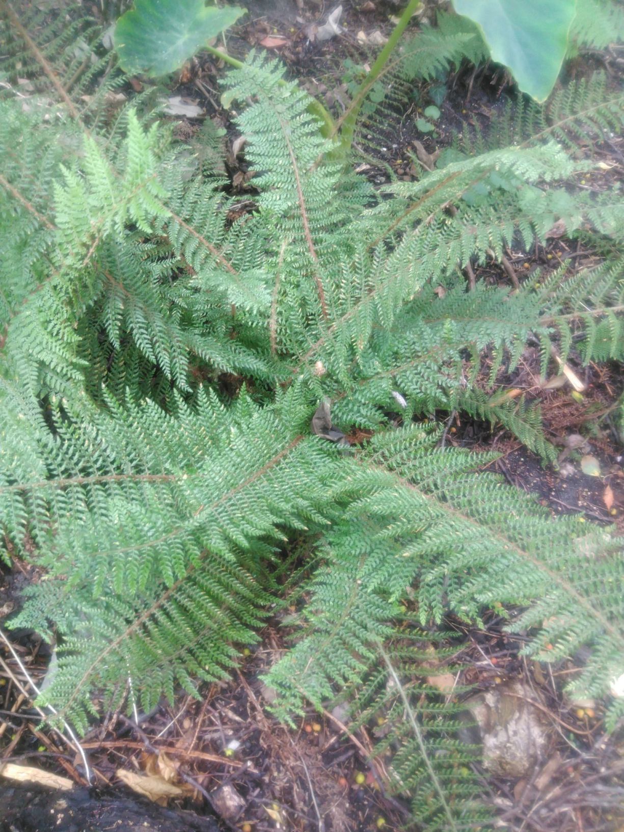 Polystichum setiferum 'Herrenhausen'