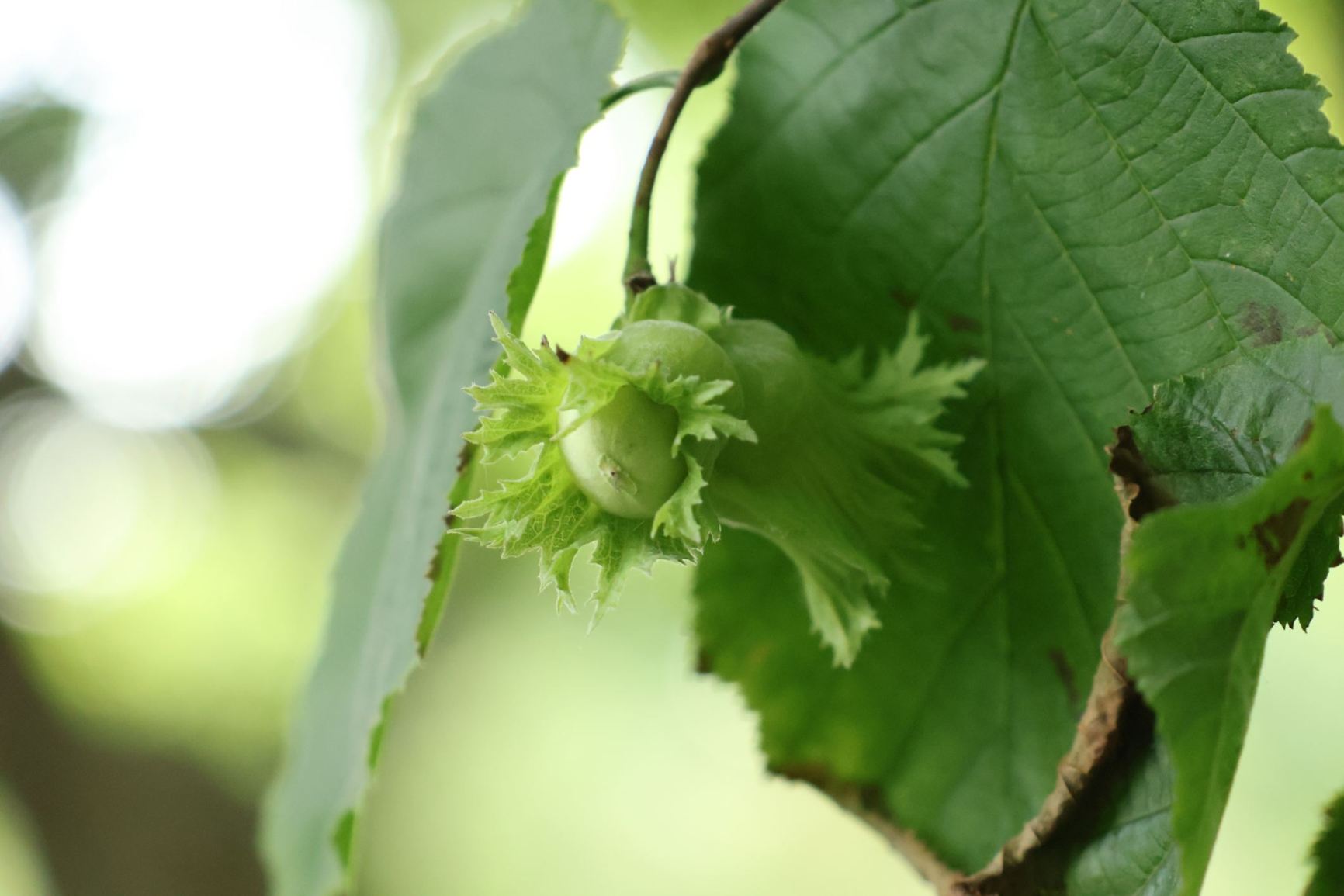 Corylus ferox var. tibetica