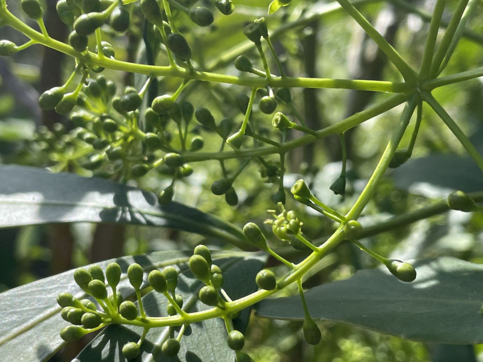 Pseudopanax crassifolius