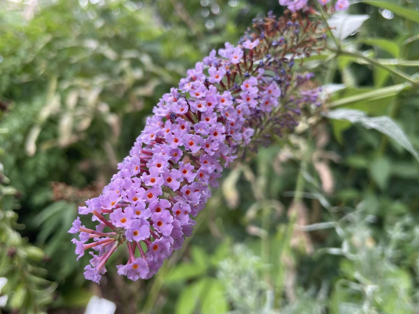 Buddleja davidii