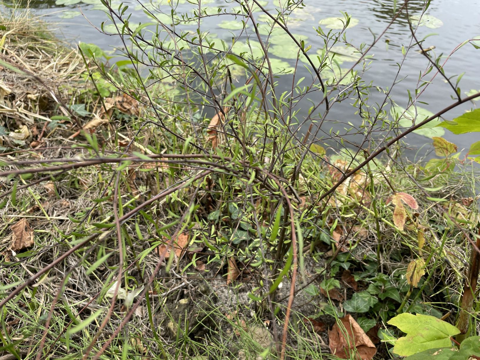 Plagianthus divaricatus
